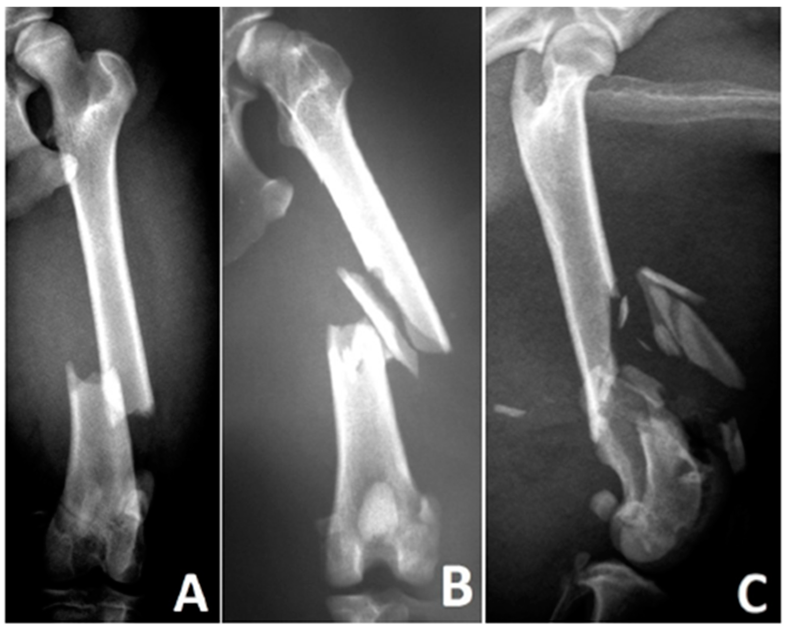 Animals 15 00413 g003