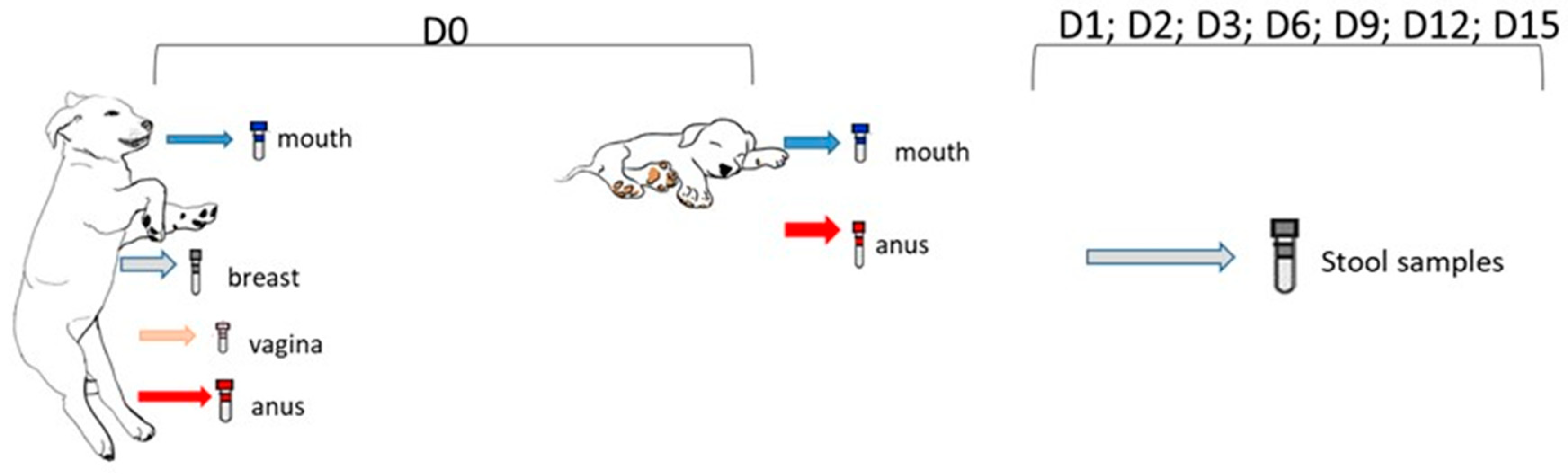 Animals 15 00416 g001