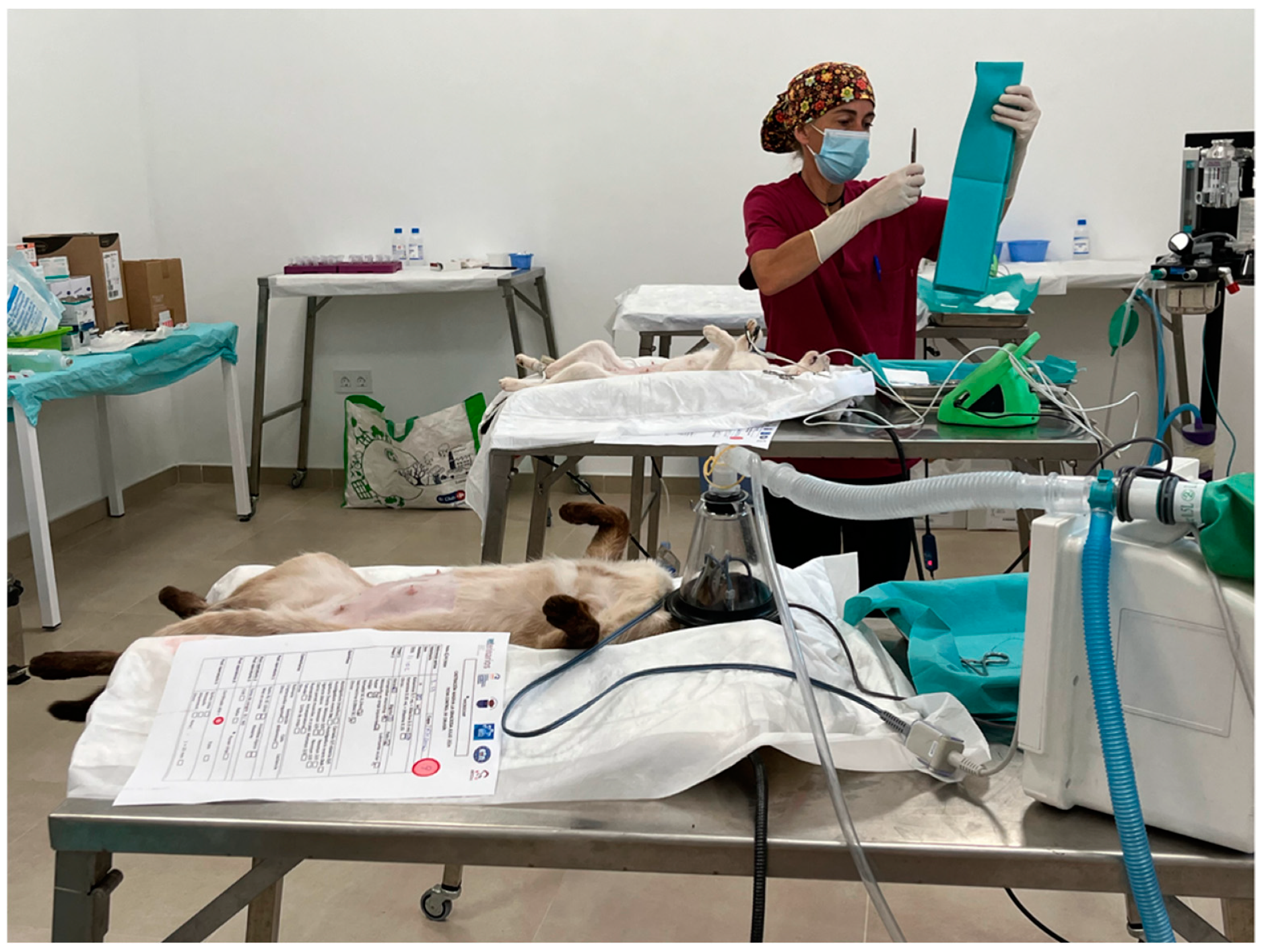 Animals 15 00429 g002