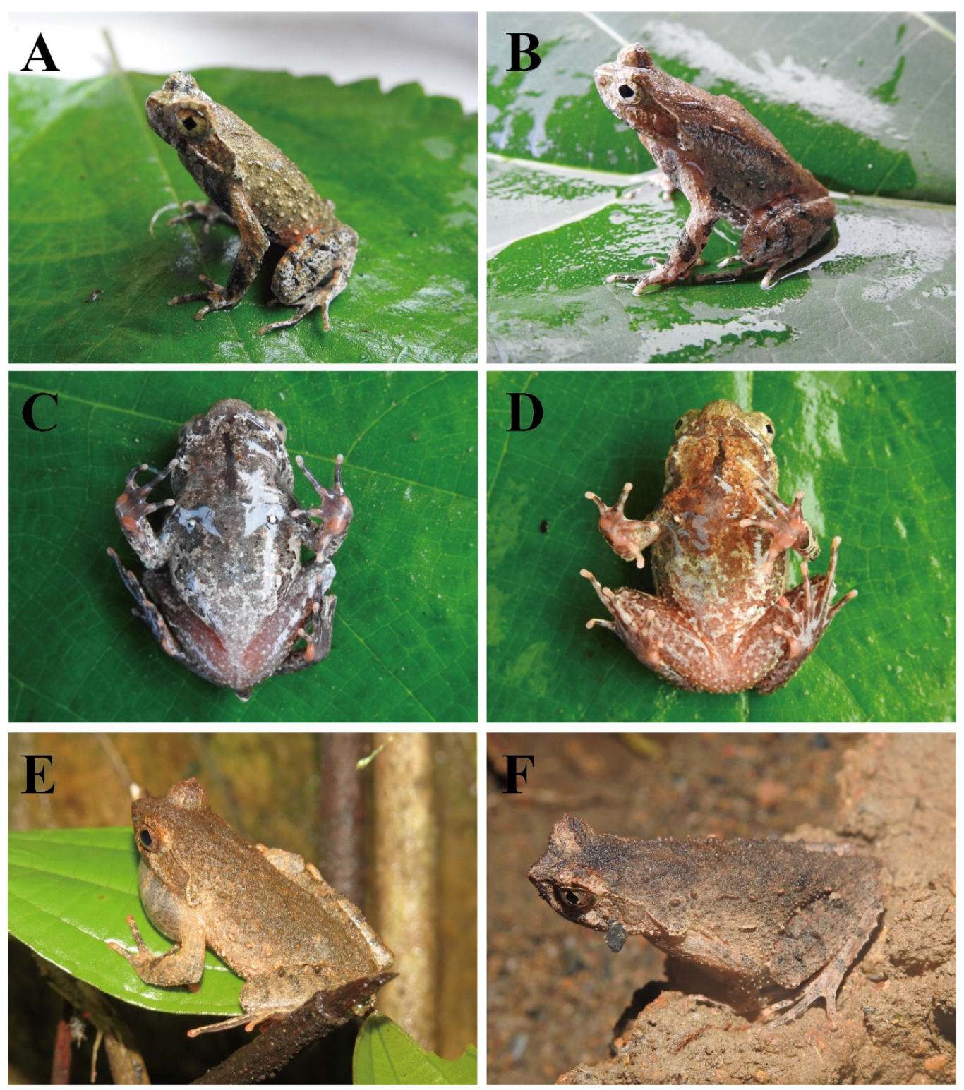 Animals 15 00440 g005