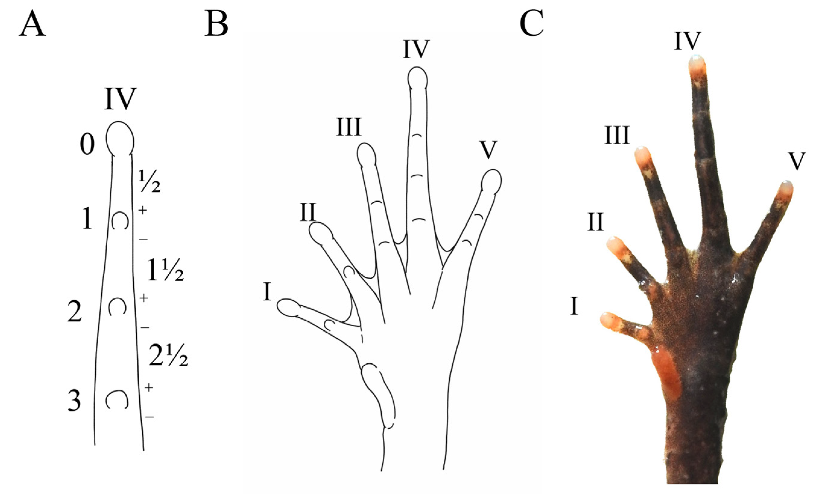 Animals 15 00440 g006