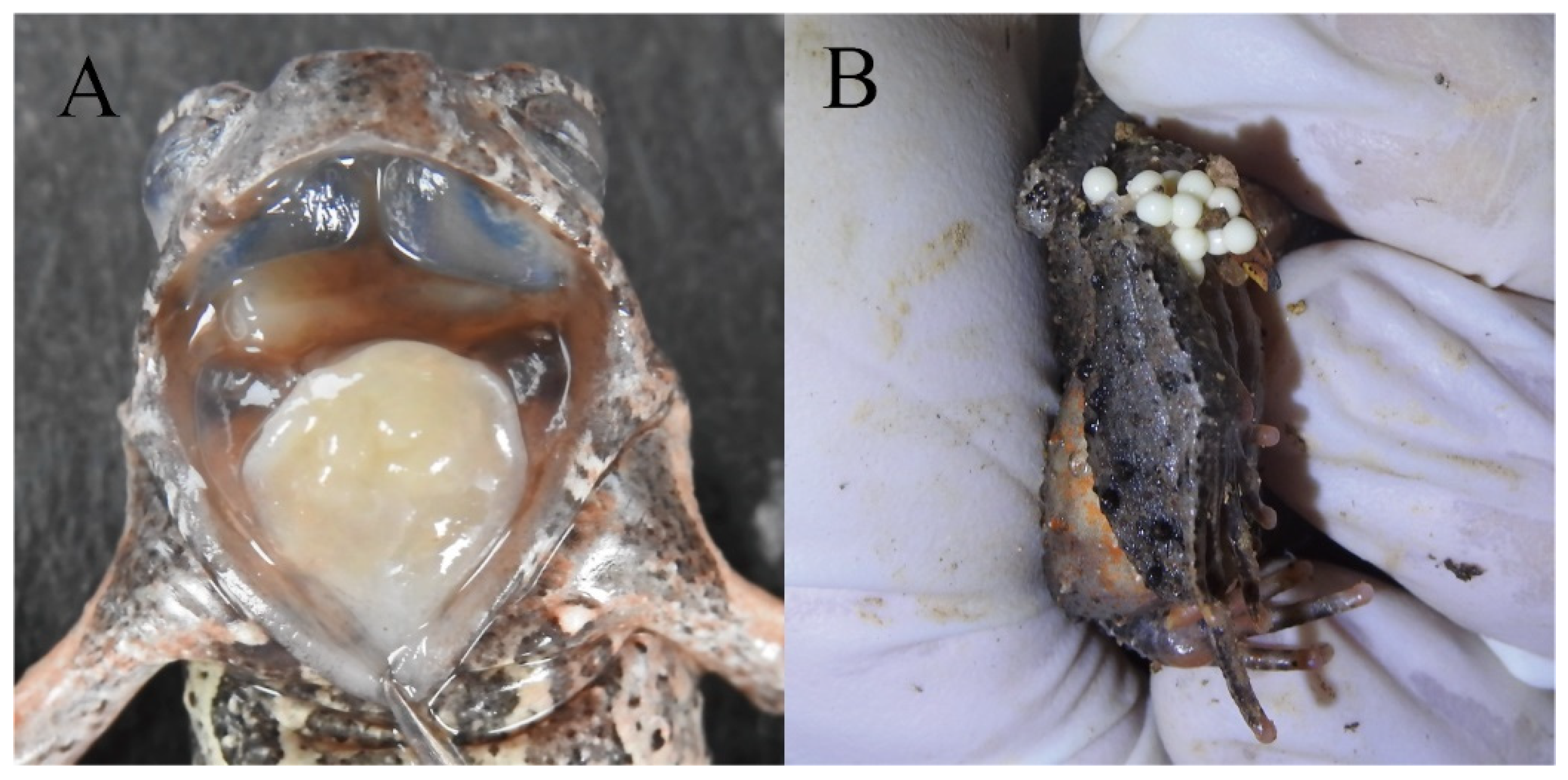 Animals 15 00440 g007