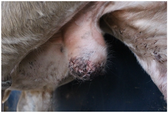 Animals 15 00442 i001