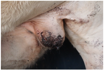 Animals 15 00442 i002