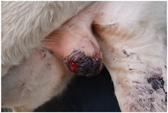 Animals 15 00442 i003