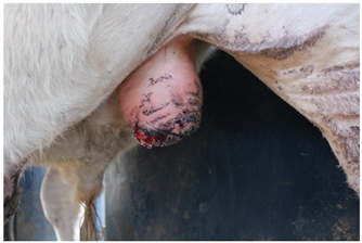 Animals 15 00442 i004