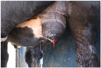 Animals 15 00442 i005