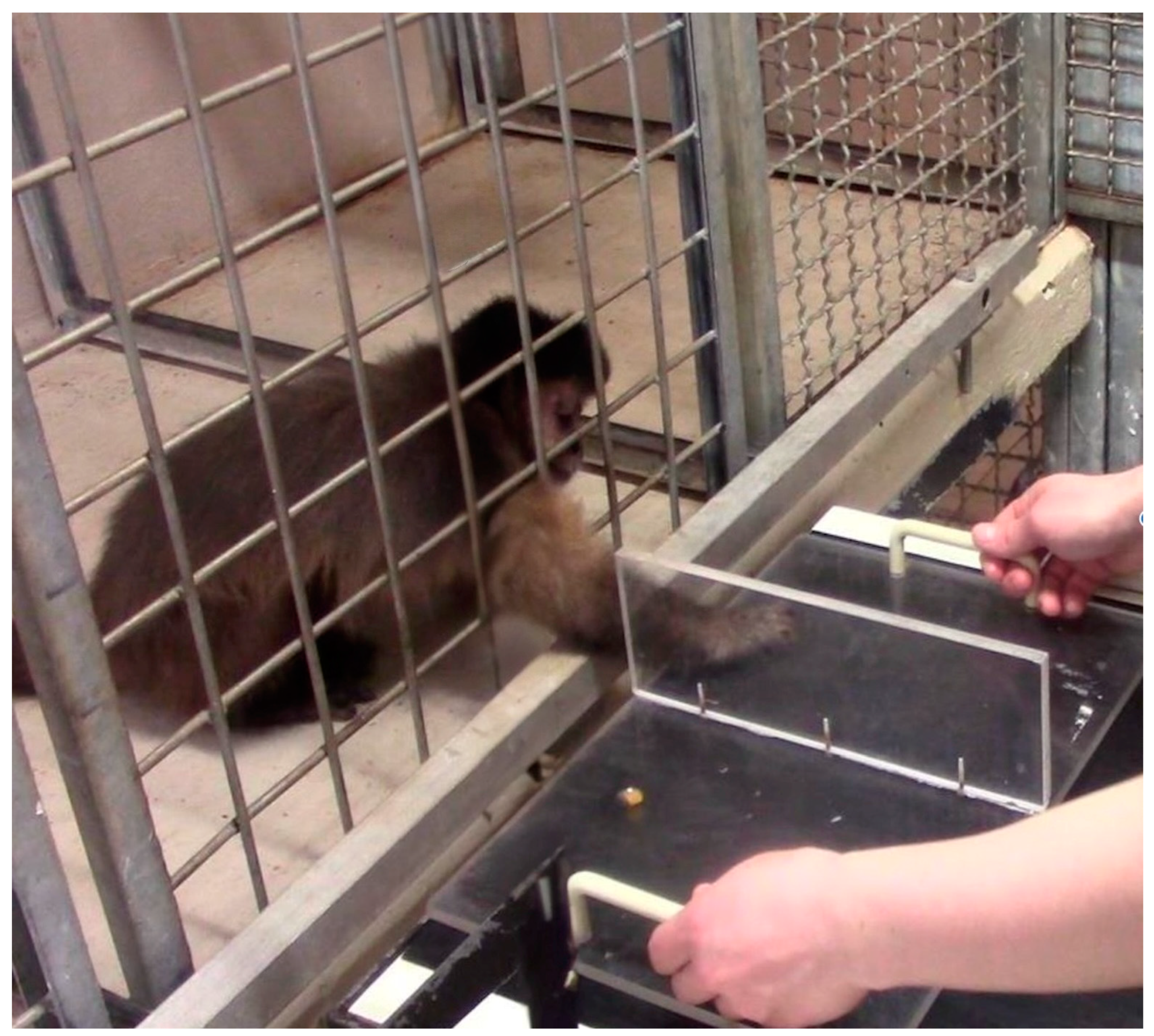 Animals 15 00453 g001