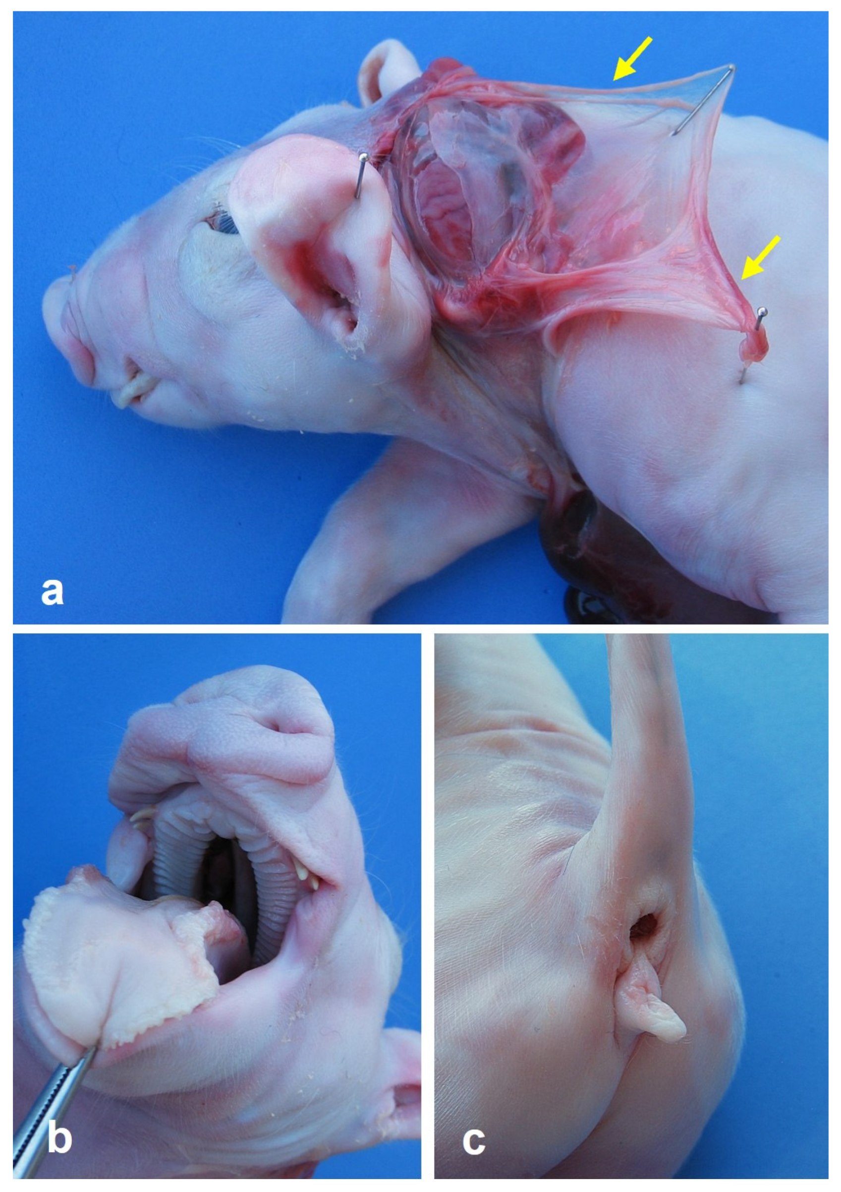 Animals 15 00460 g003