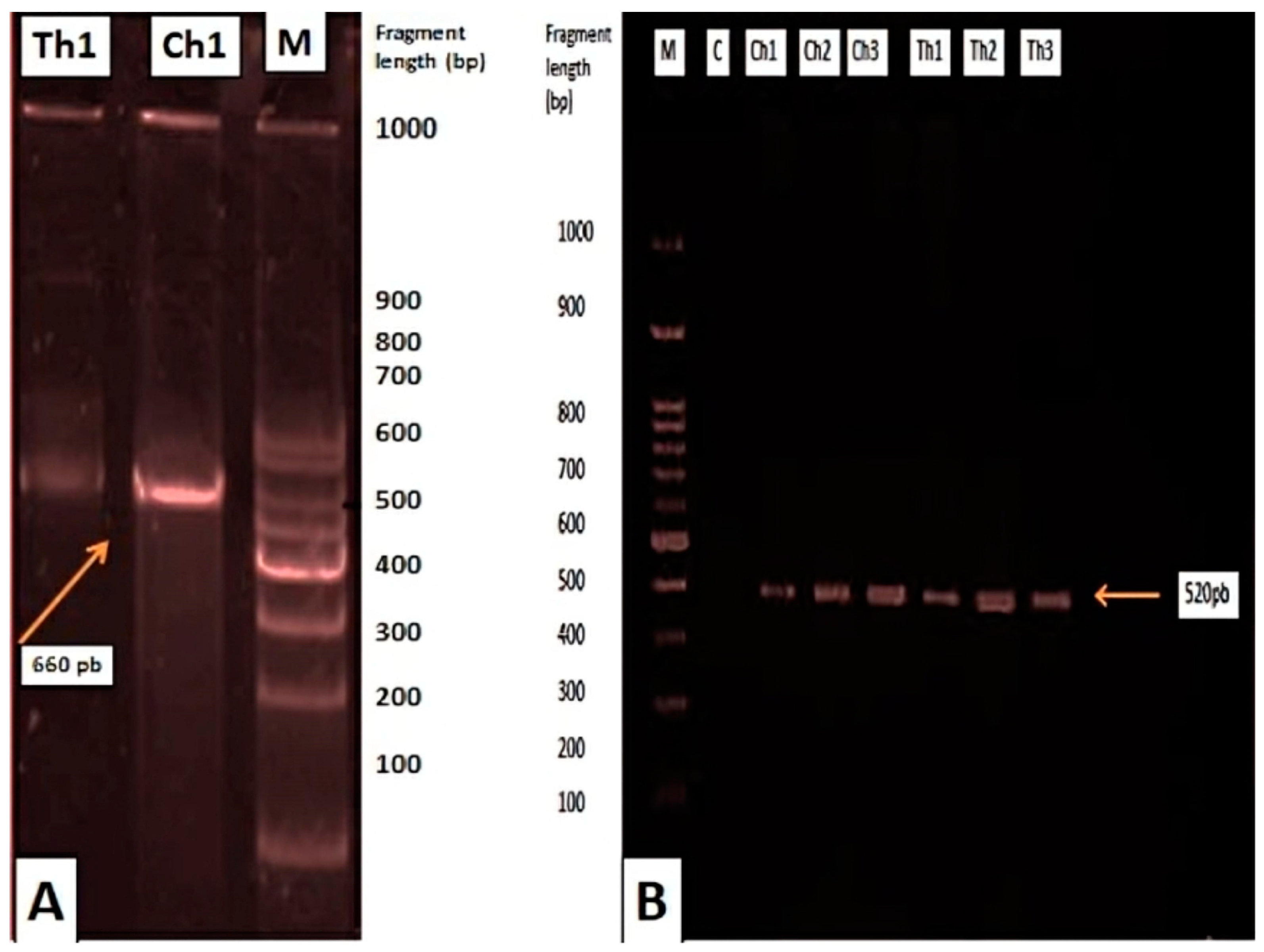 Animals 15 00466 g003 Animals 15 00466 g003