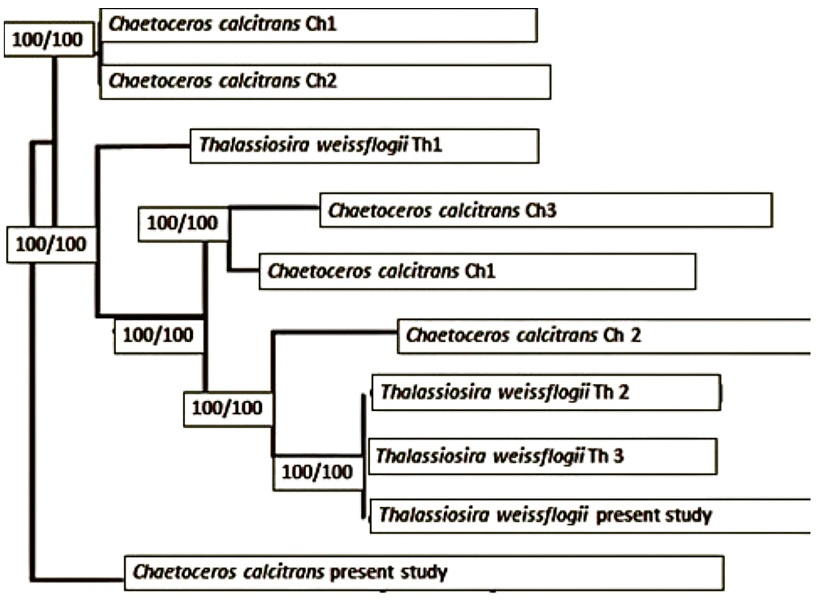 Animals 15 00466 g004 Animals 15 00466 g004