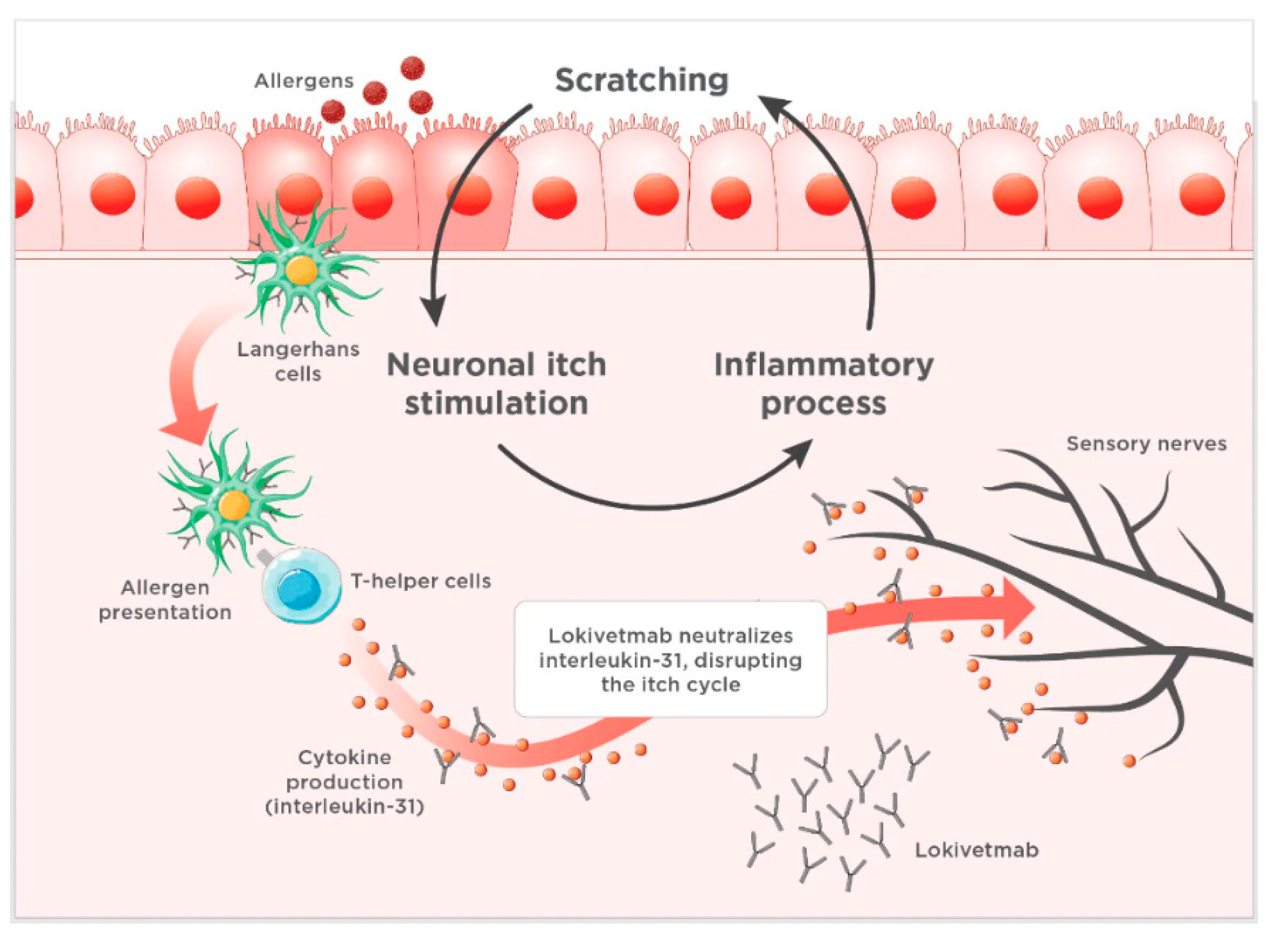 Animals 15 00472 g003