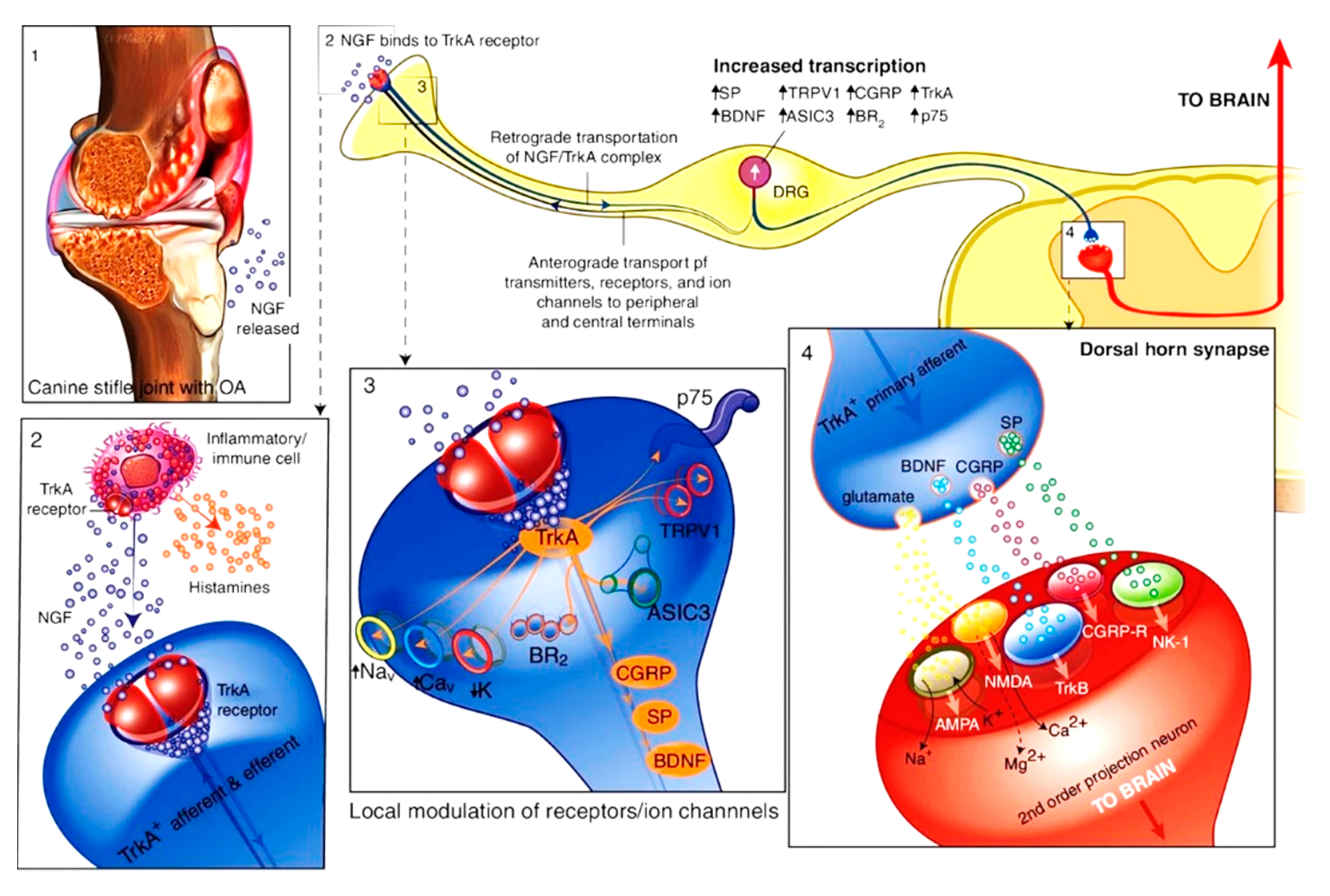 Animals 15 00472 g004