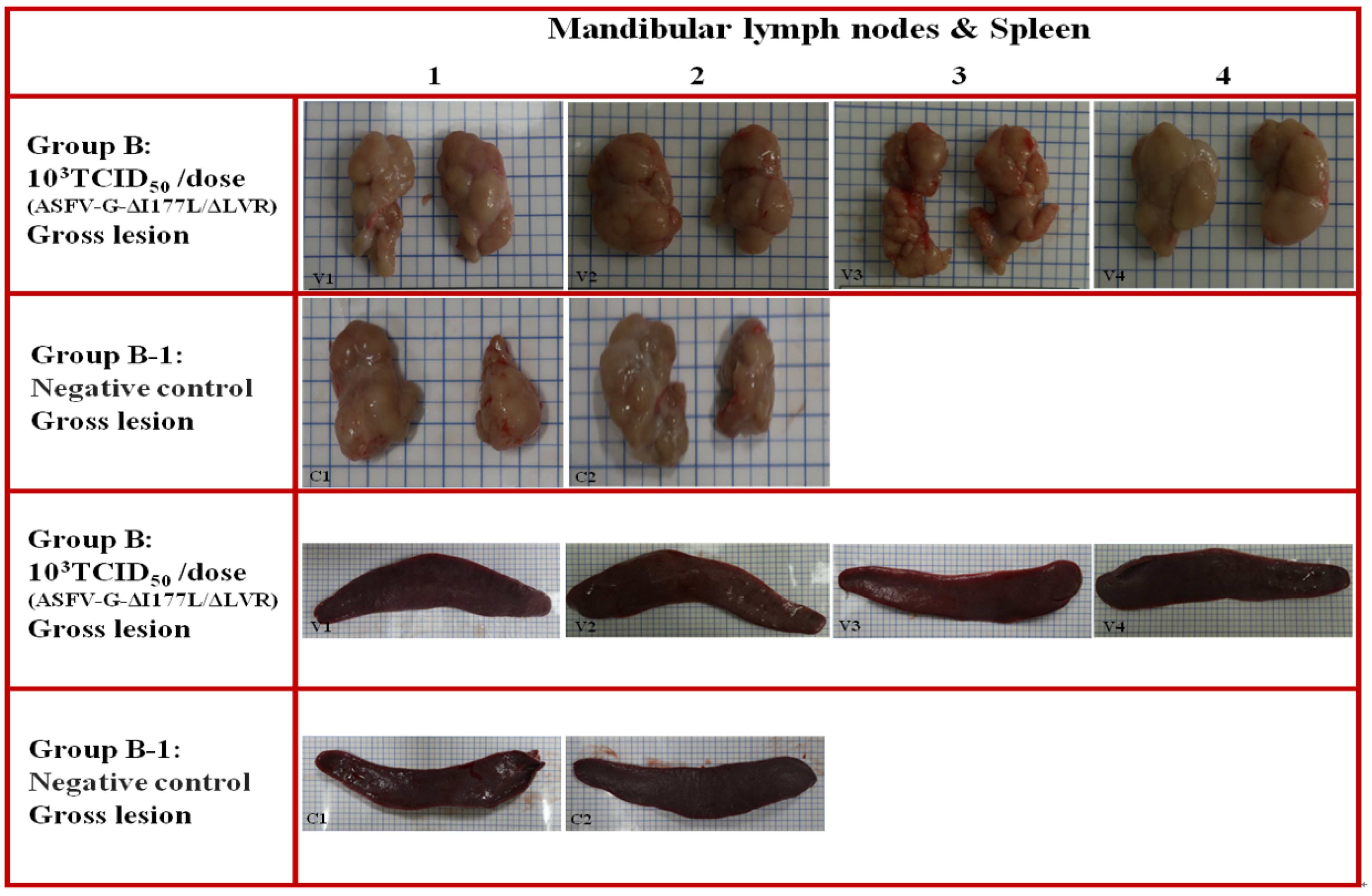 Animals 15 00473 g005