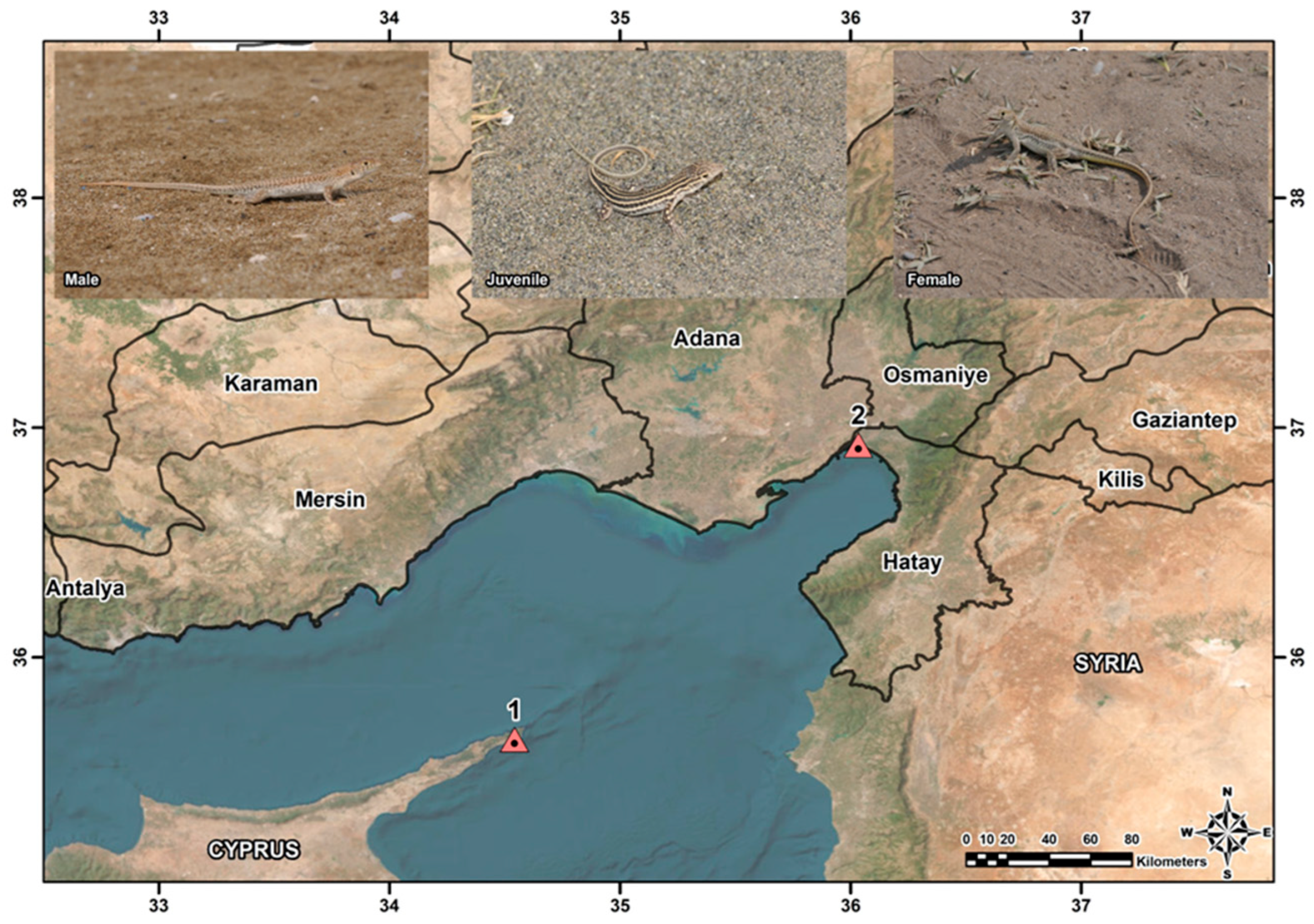 Animals 15 00474 g001