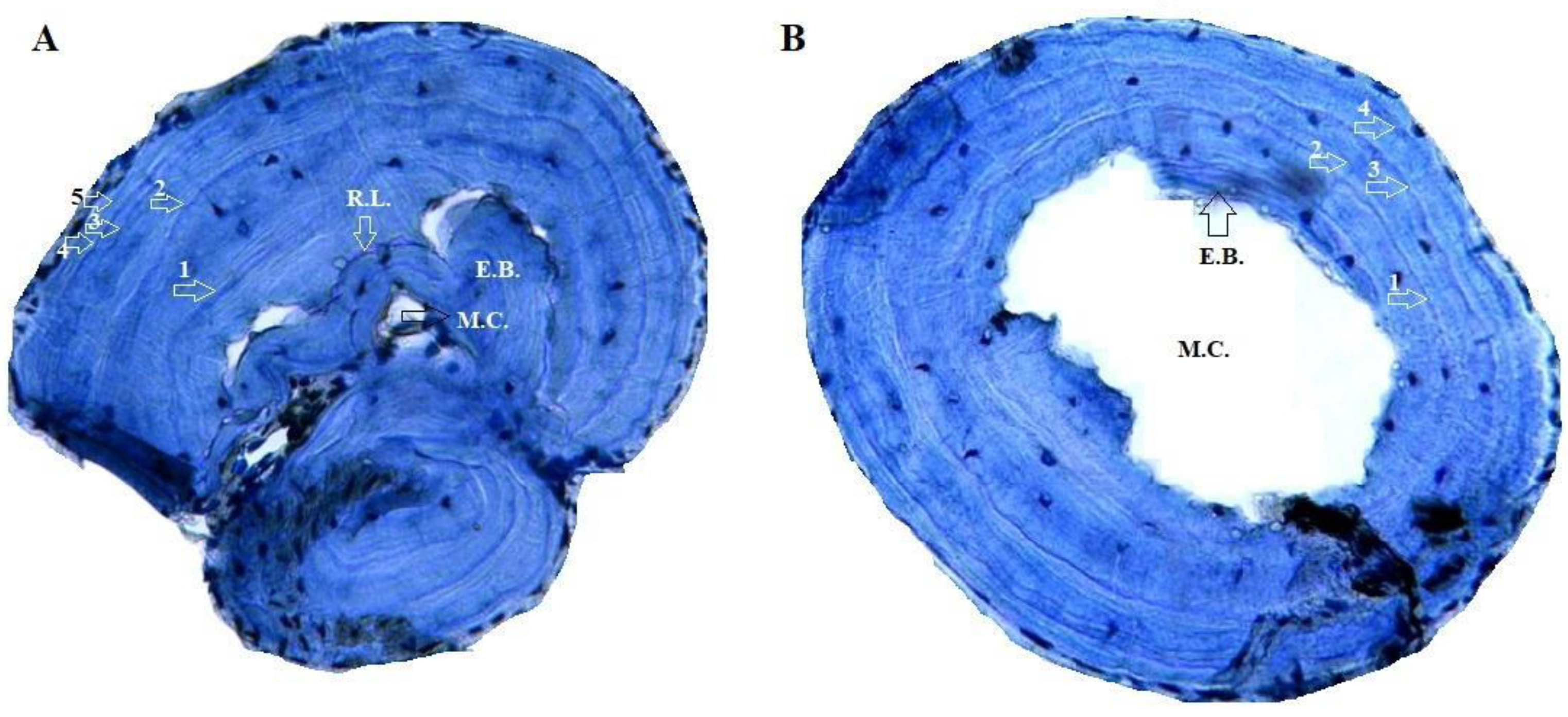 Animals 15 00474 g002