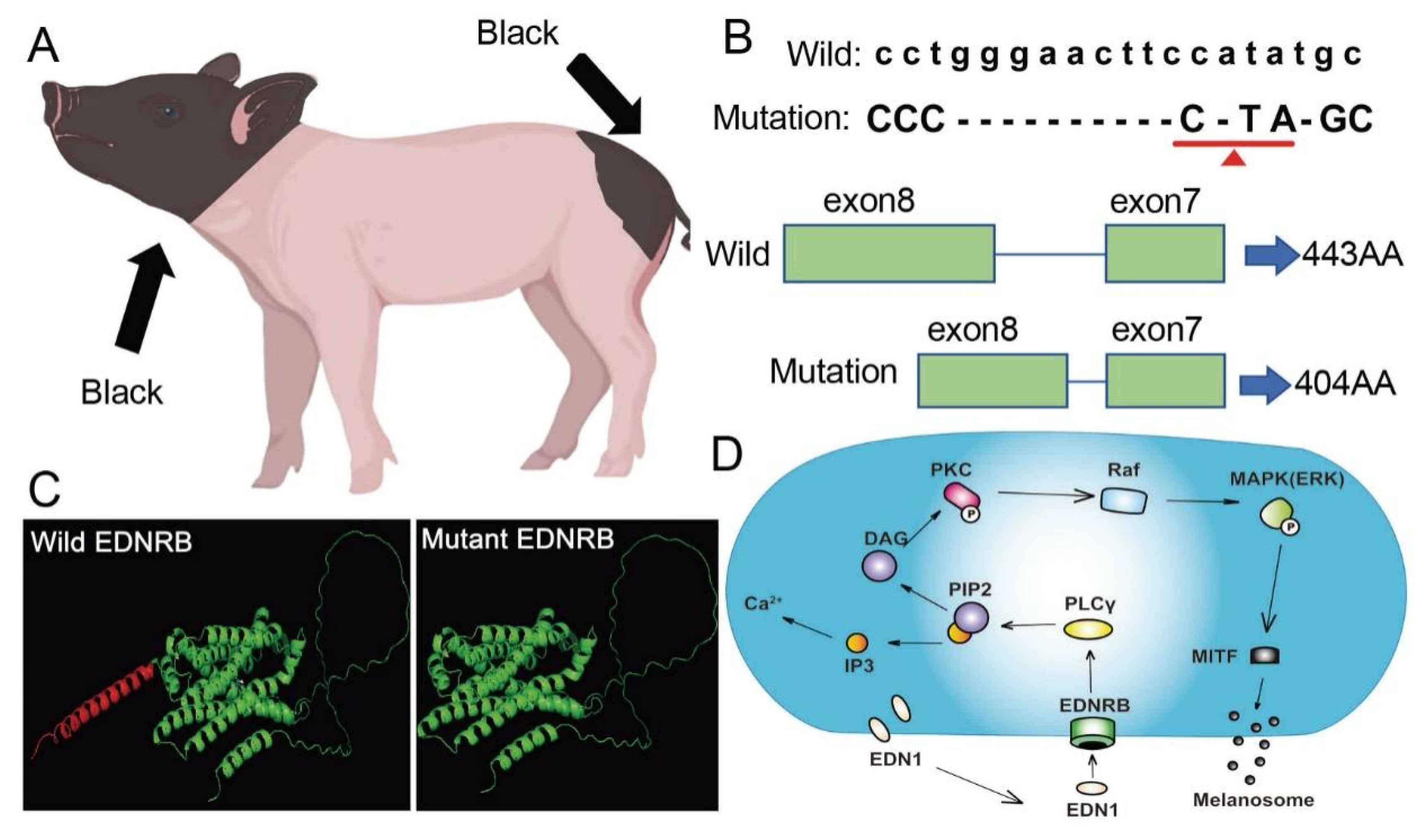 Animals 15 00478 g001 Animals 15 00478 g001