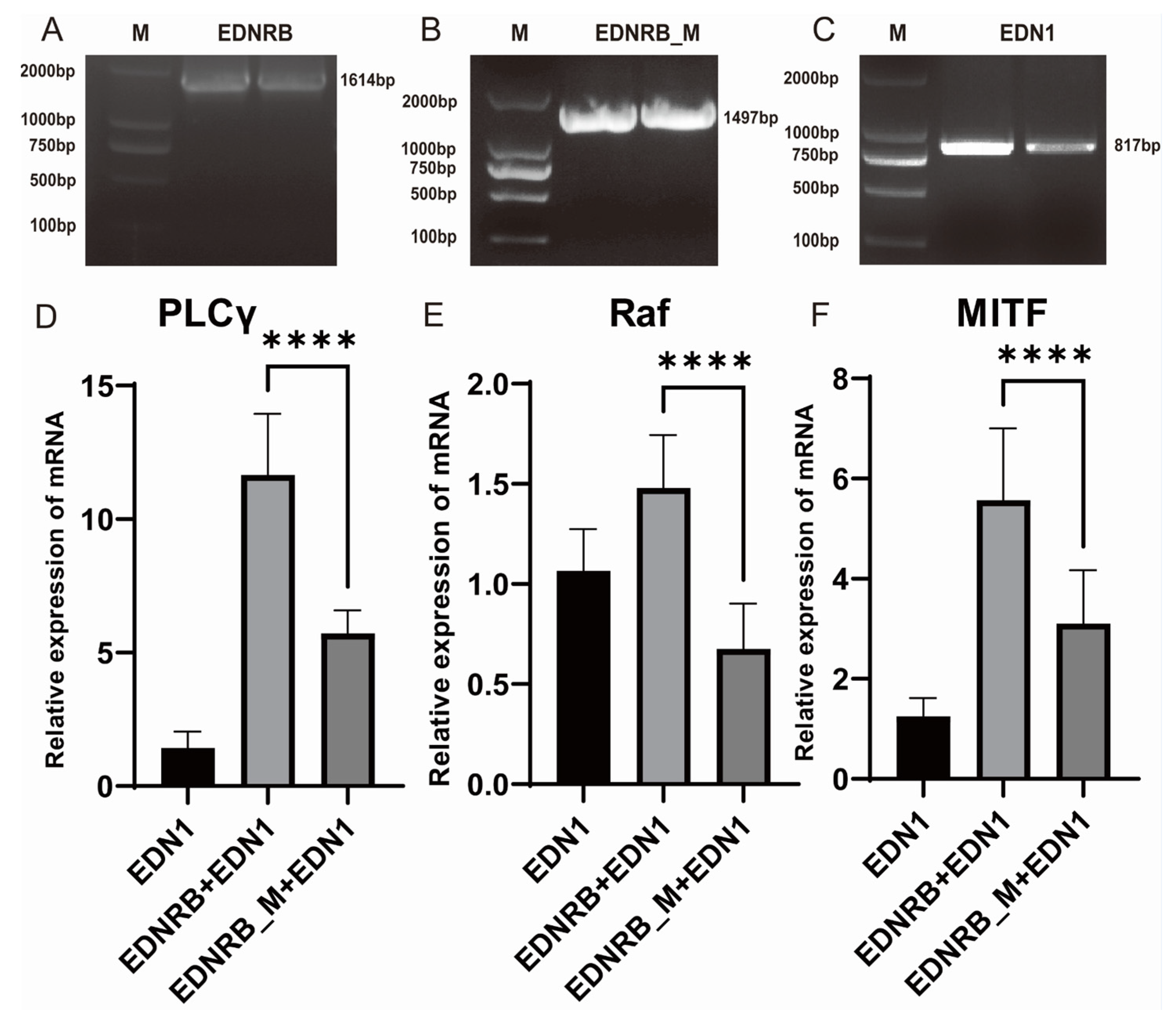 Animals 15 00478 g002 Animals 15 00478 g002