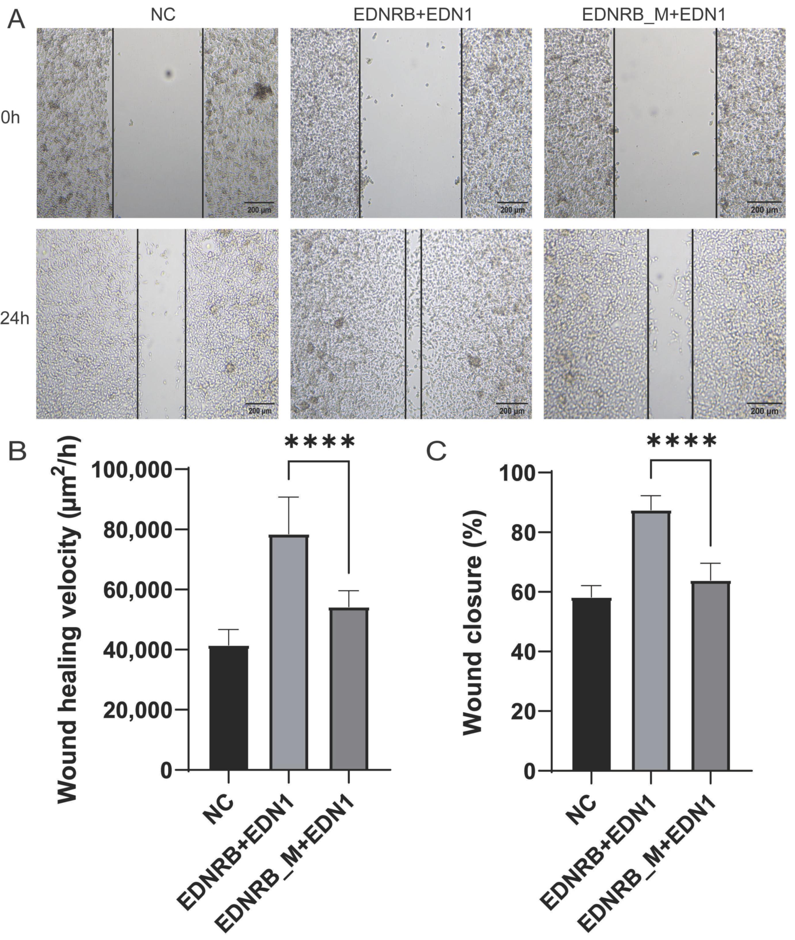 Animals 15 00478 g004 Animals 15 00478 g004
