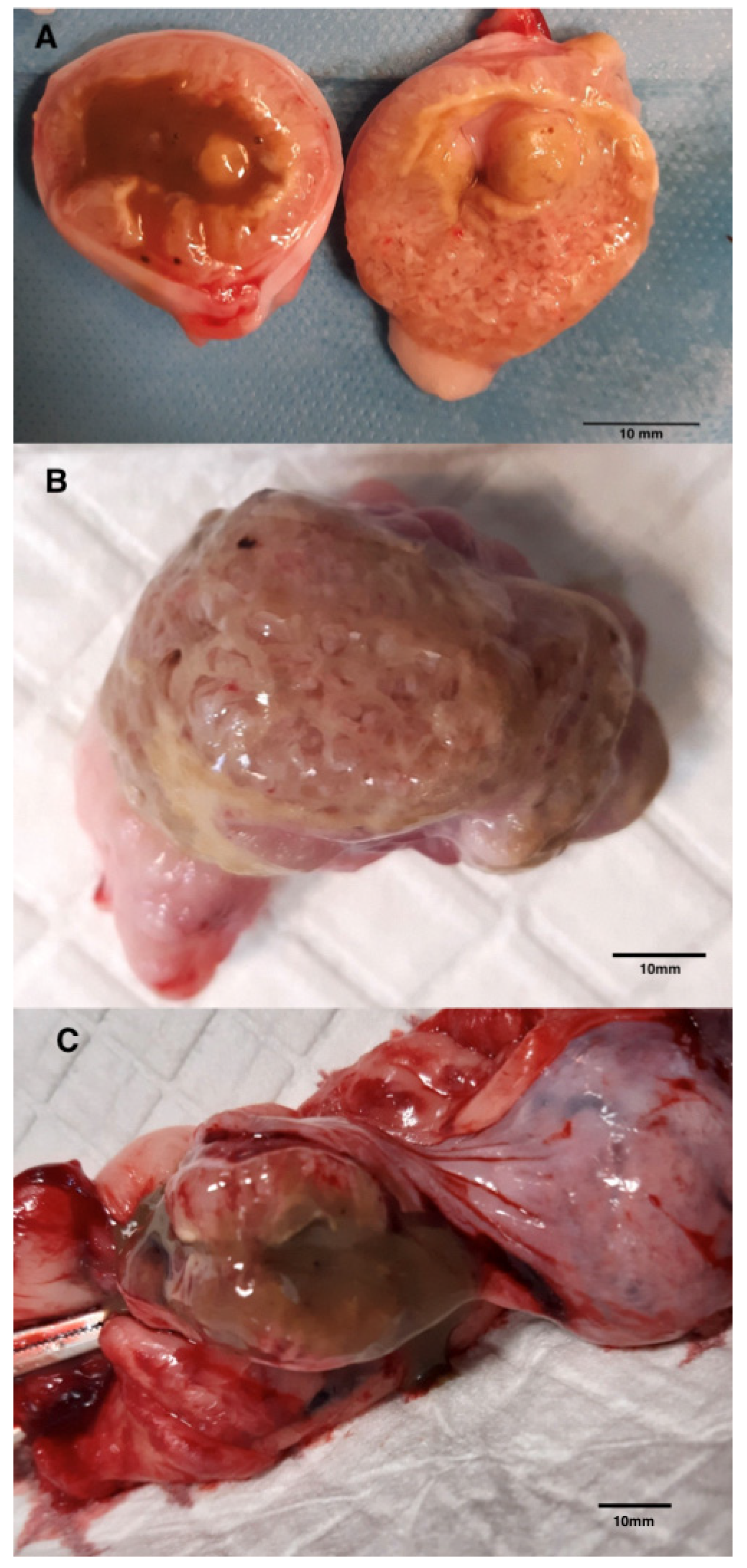 Animals 15 00479 g003