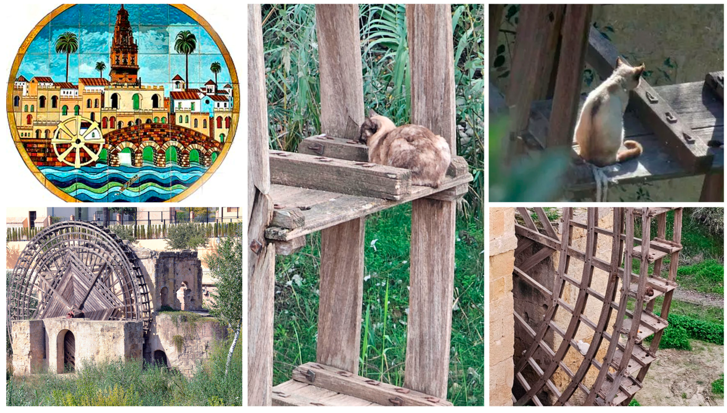 Animals 15 00482 g008