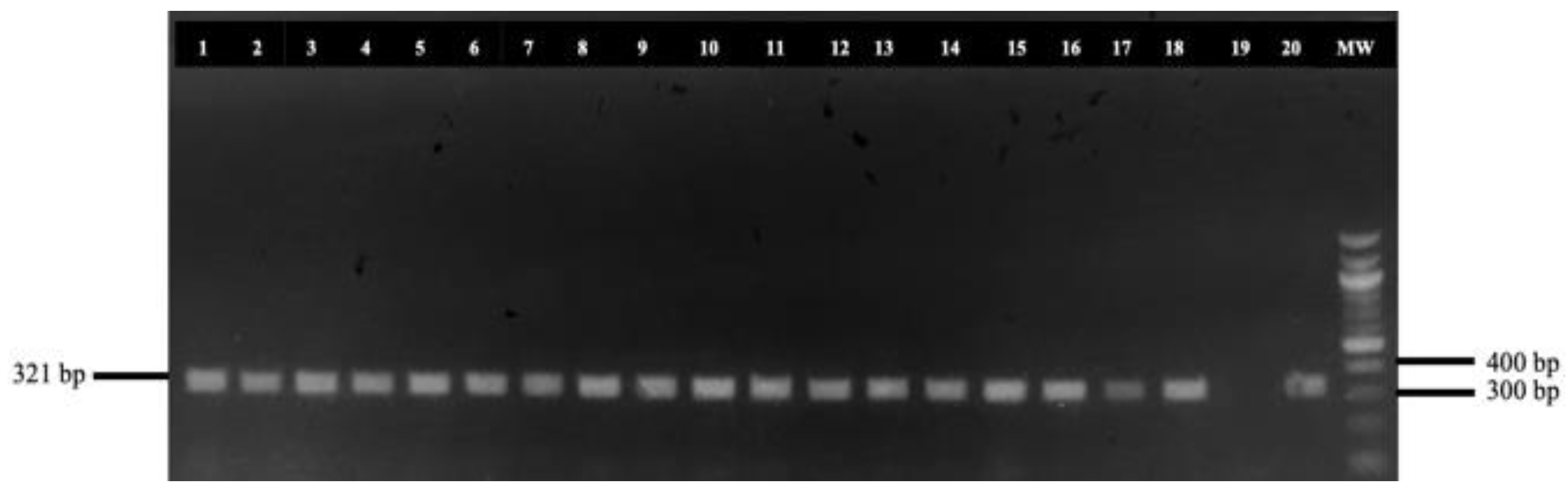 Animals 15 00487 g002