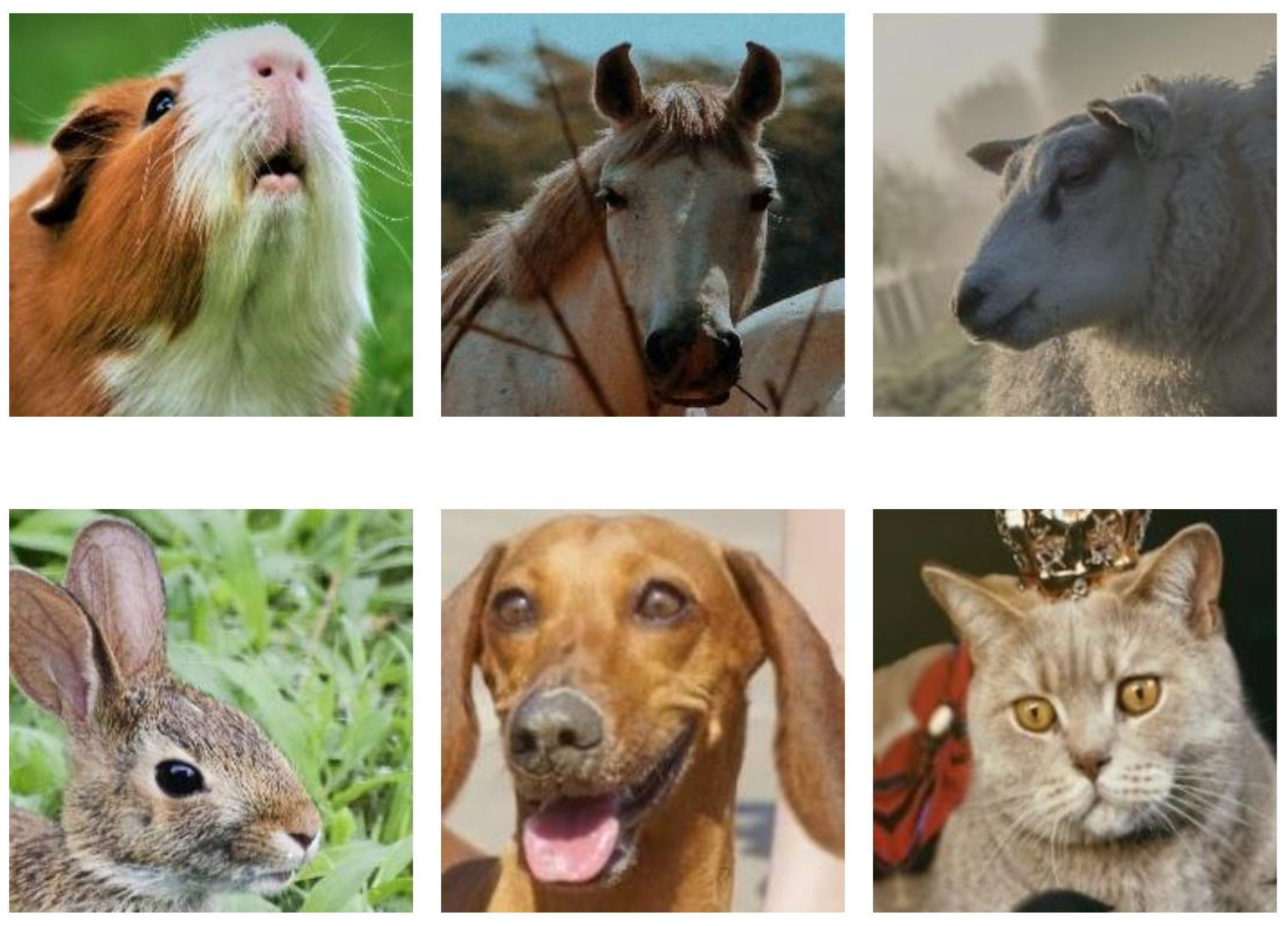 Animals 15 00492 g001