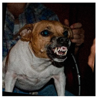 Animals 15 00492 i001