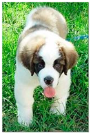 Animals 15 00492 i003