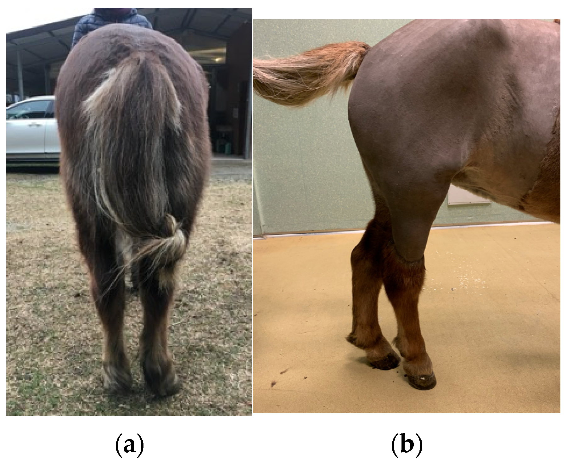 Animals 15 00497 g001