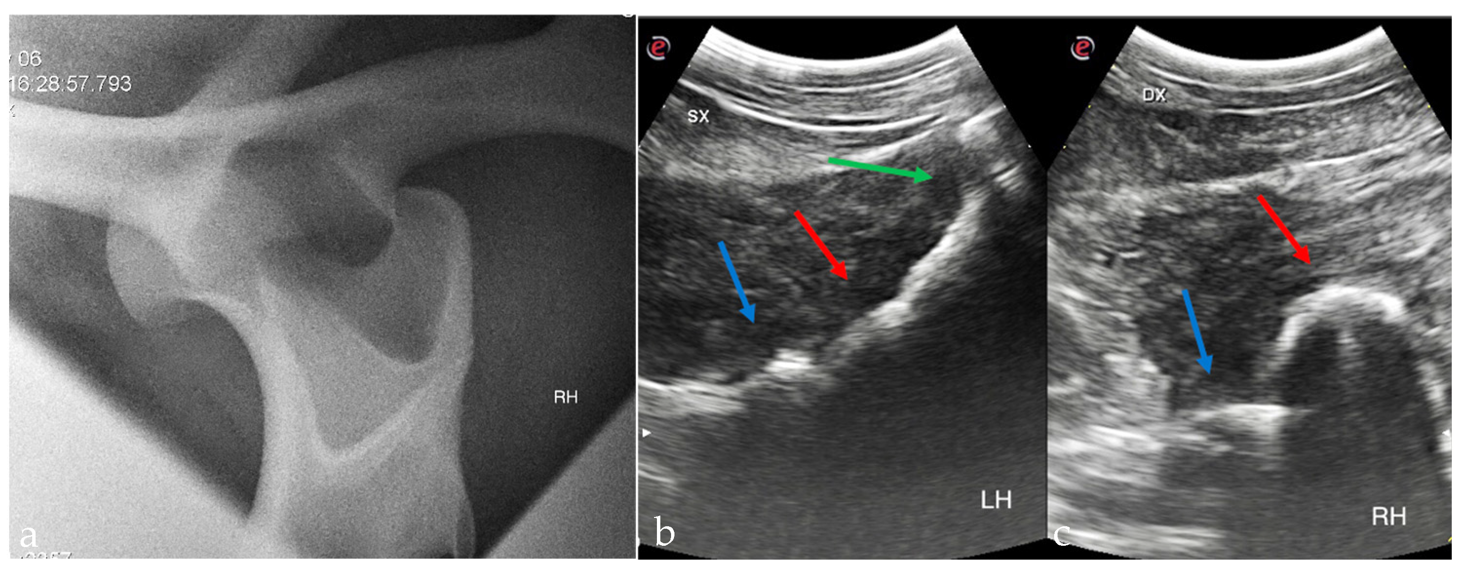 Animals 15 00497 g002