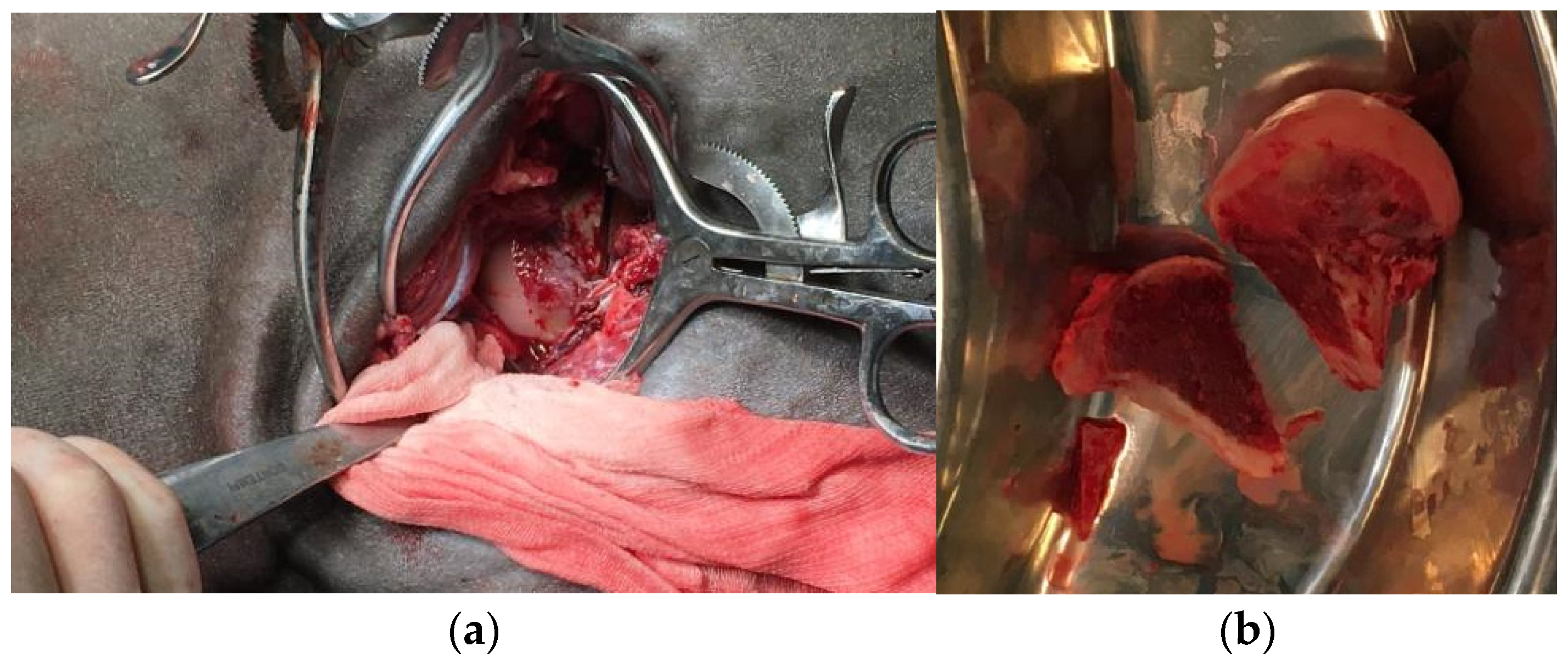 Animals 15 00497 g003