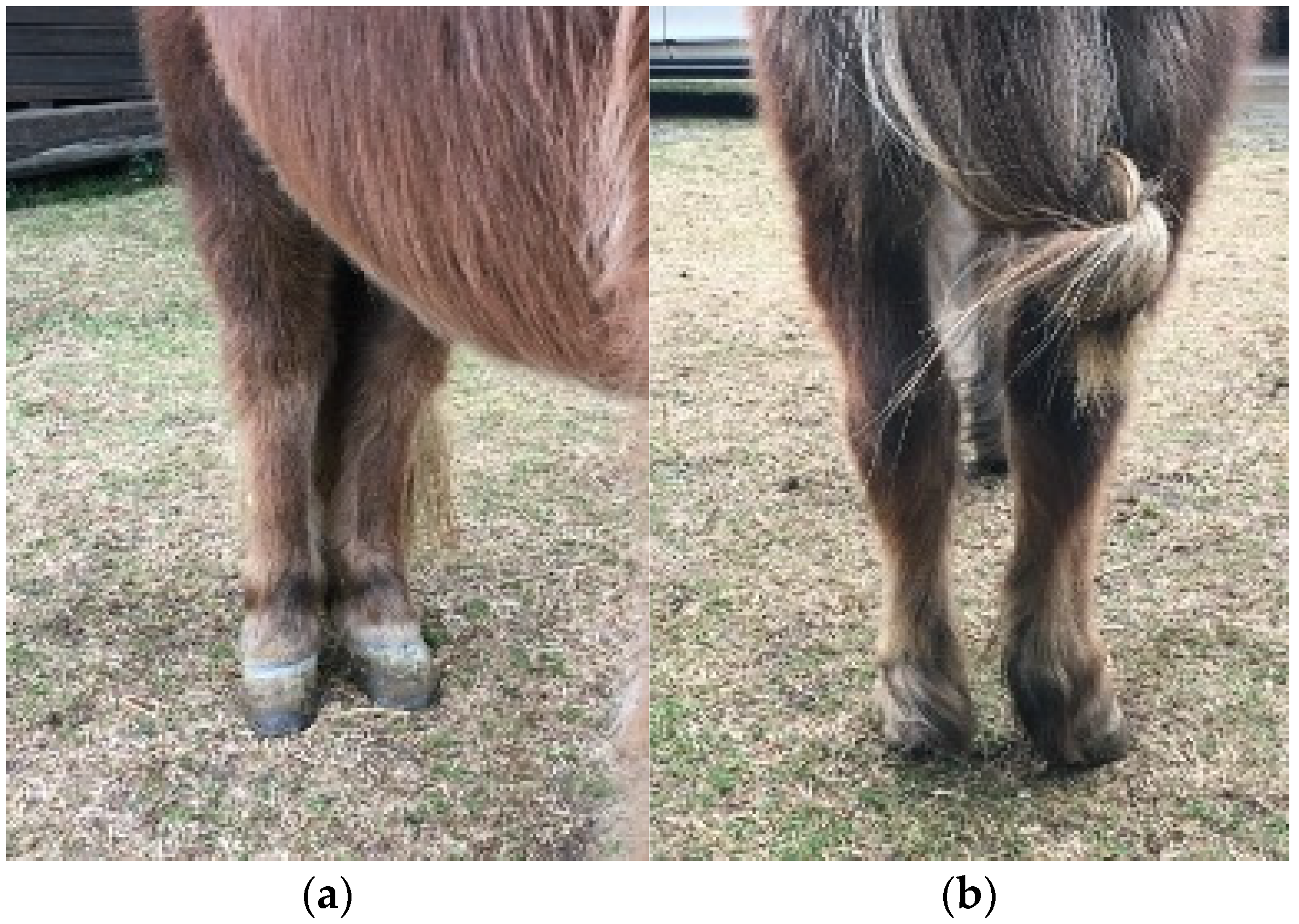 Animals 15 00497 g004