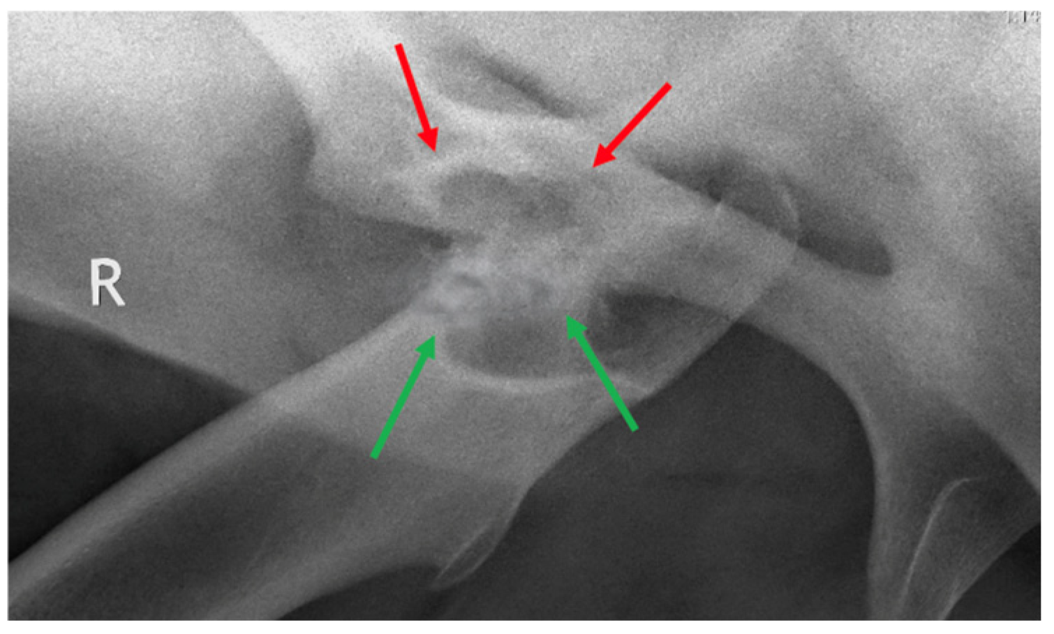 Animals 15 00497 g005