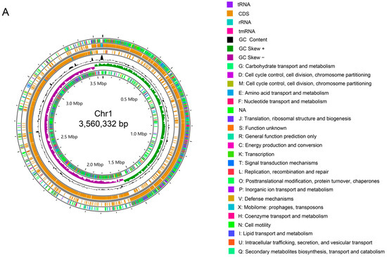 The Isolation, Identification, and Whole-Genome Sequencing of a