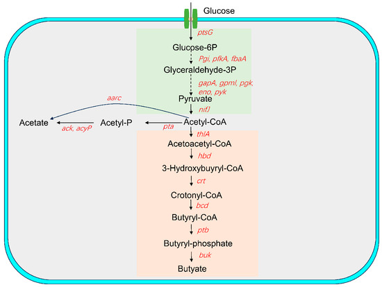 るい 小さいサイズ]ホールガーメント(R)ボートネックニット（定番人気