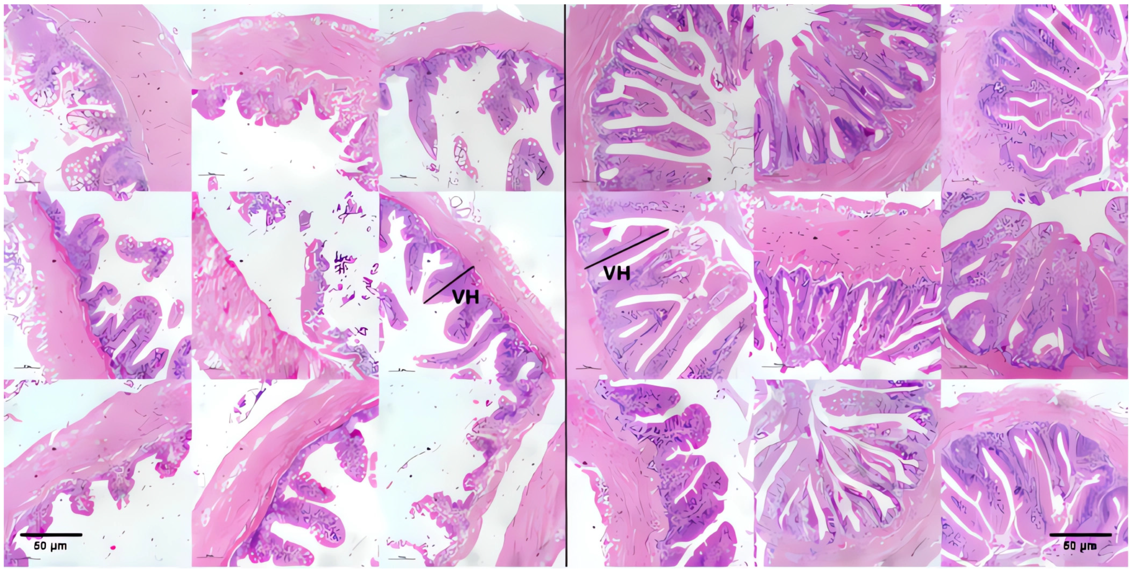 Animals 15 00515 g001