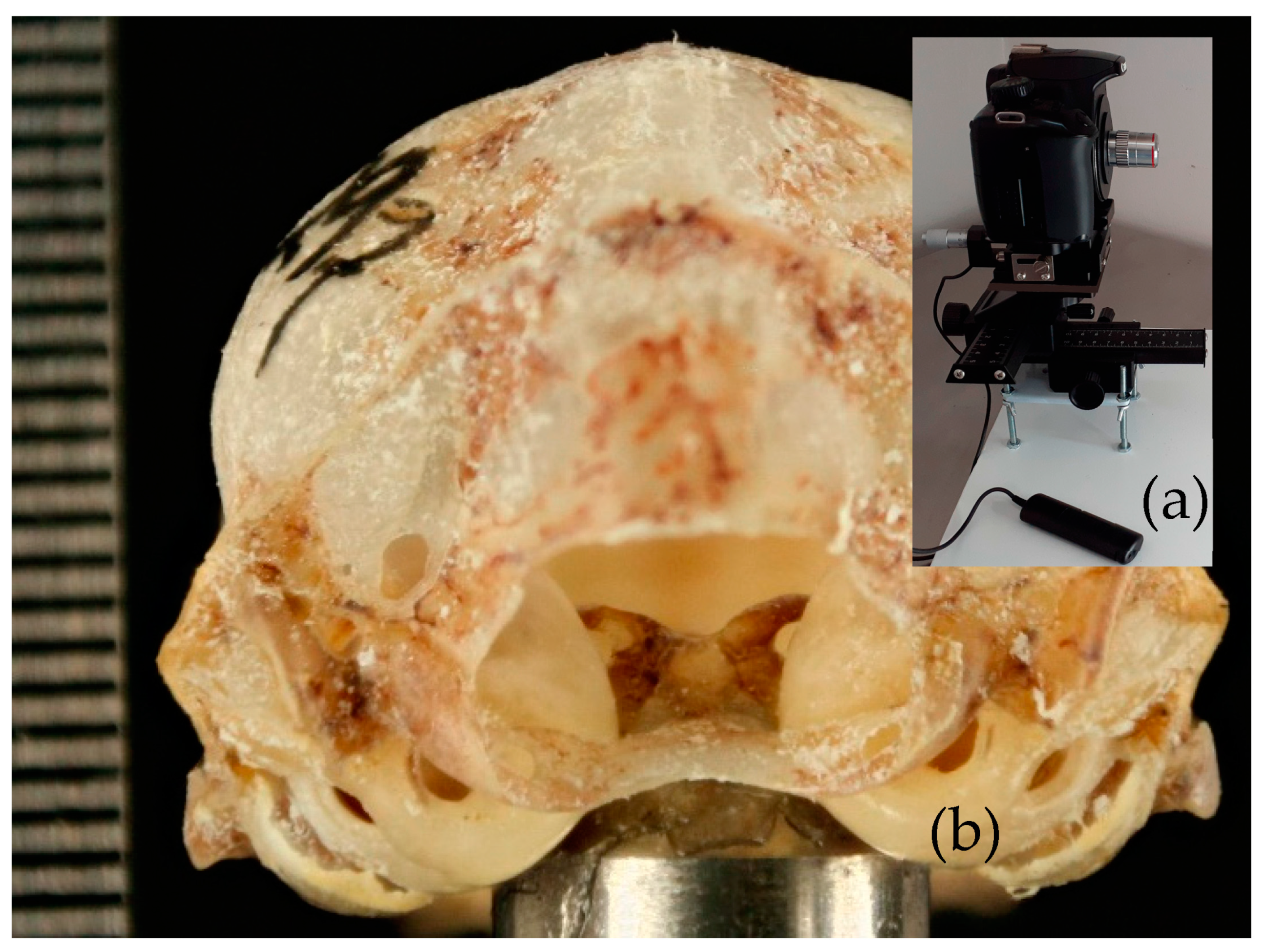 Animals 15 00519 g002