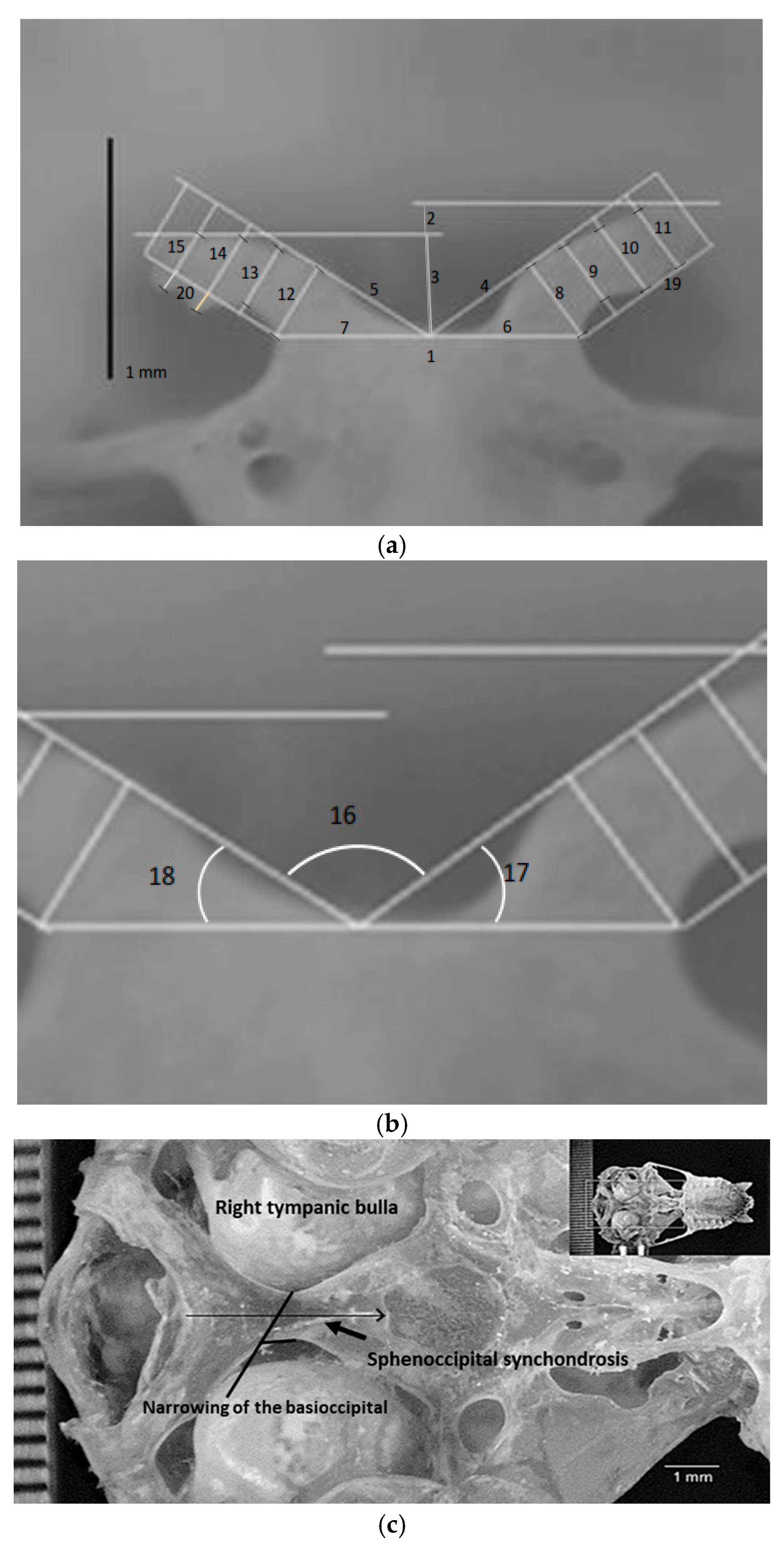 Animals 15 00519 g003