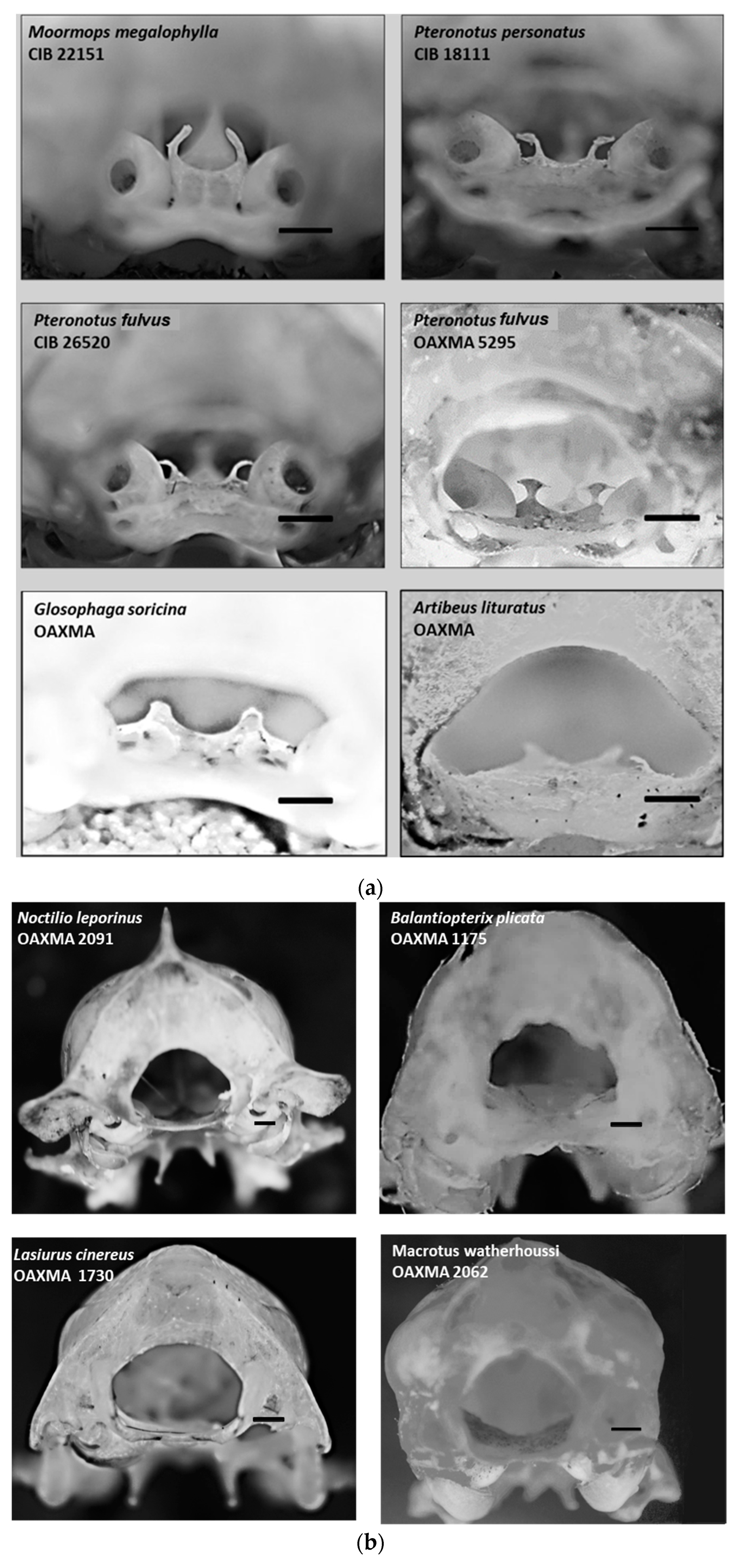 Animals 15 00519 g005