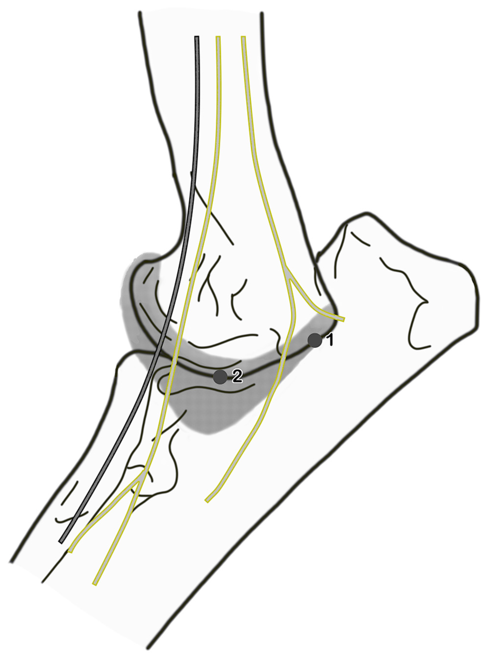 Animals 15 00543 g001