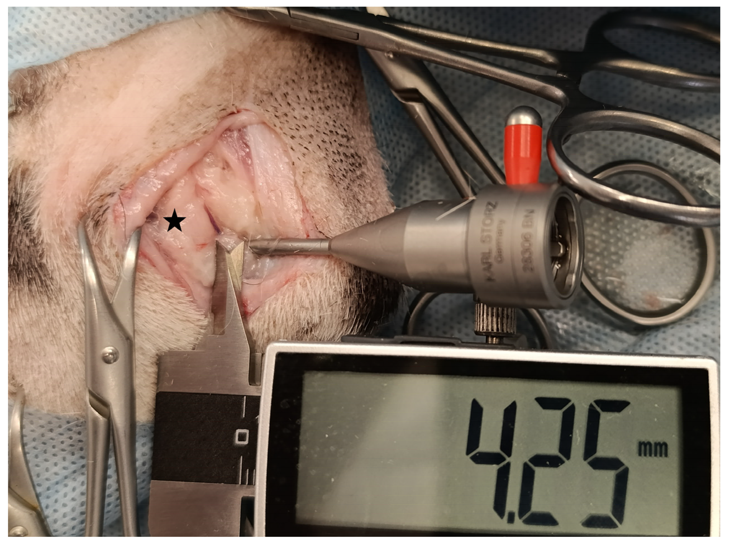 Animals 15 00543 g002