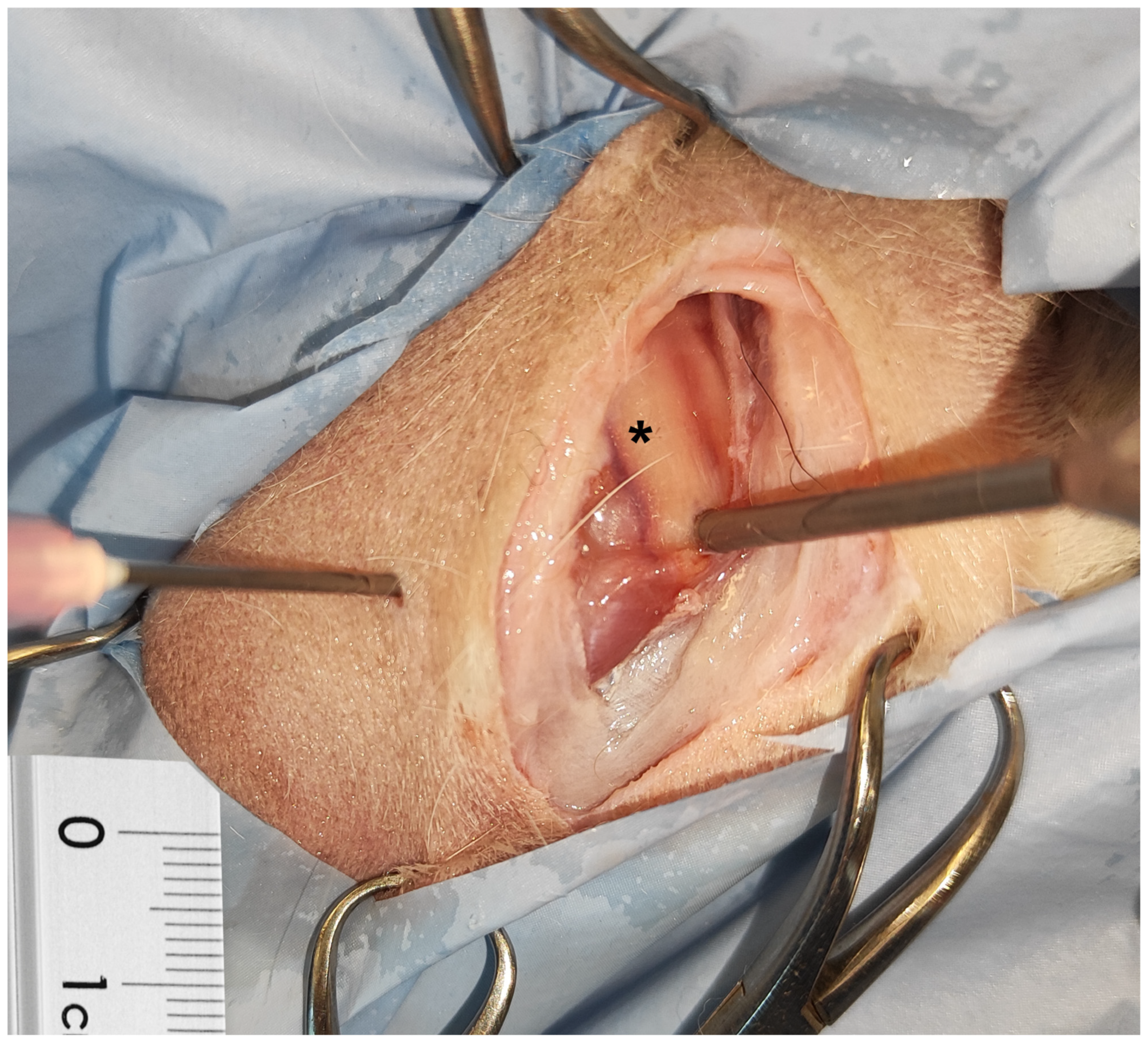 Animals 15 00543 g003