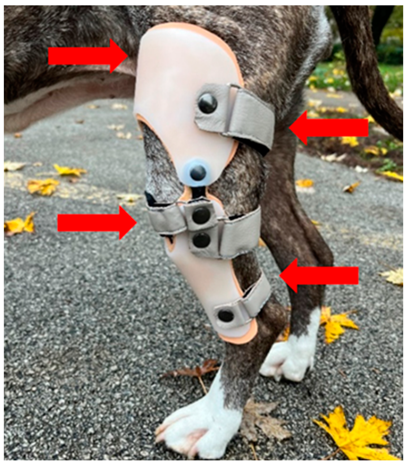 Animals 15 00545 g002