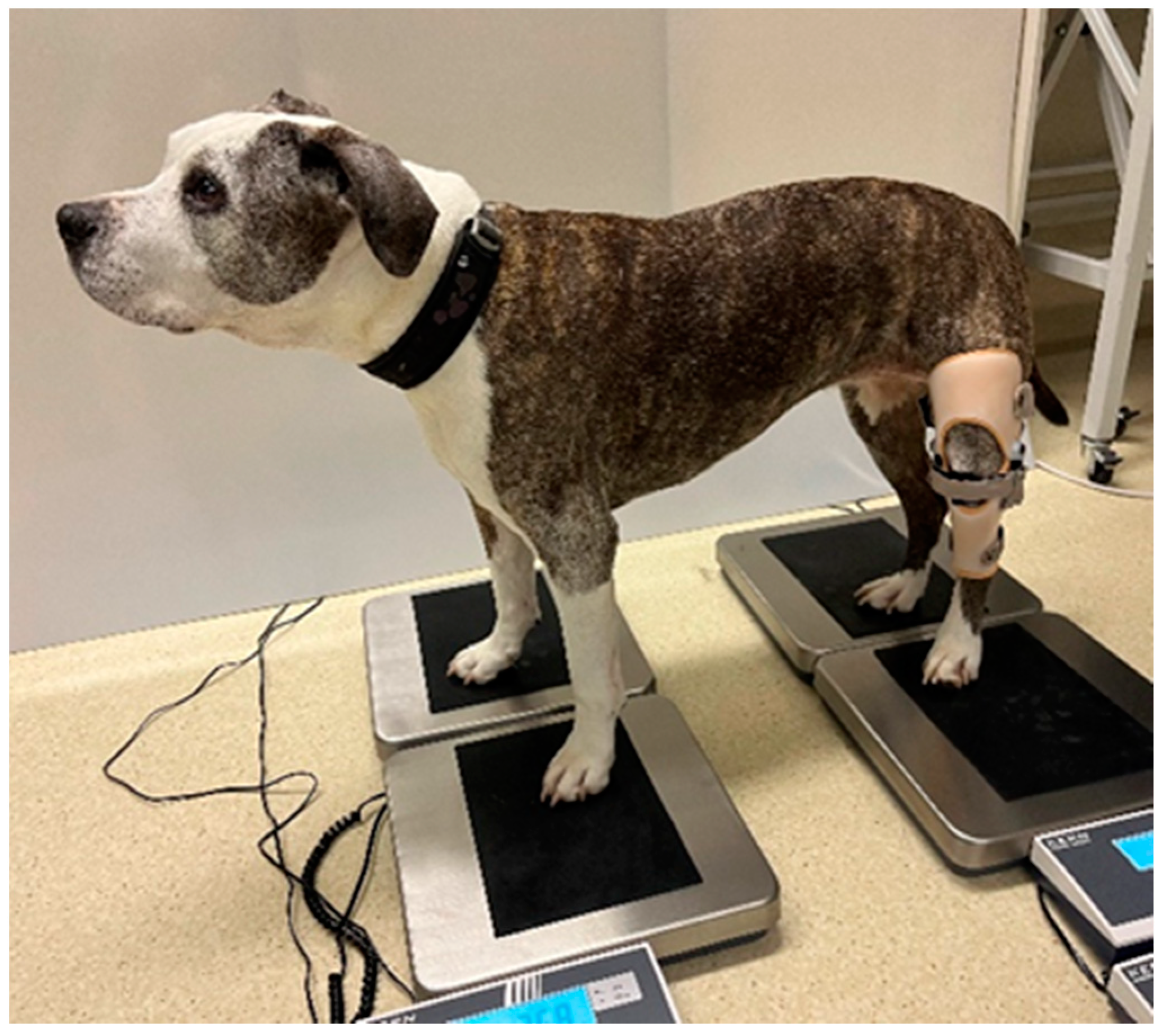 Animals 15 00545 g003