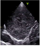 Animals 15 00549 i002