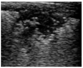 Animals 15 00549 i003