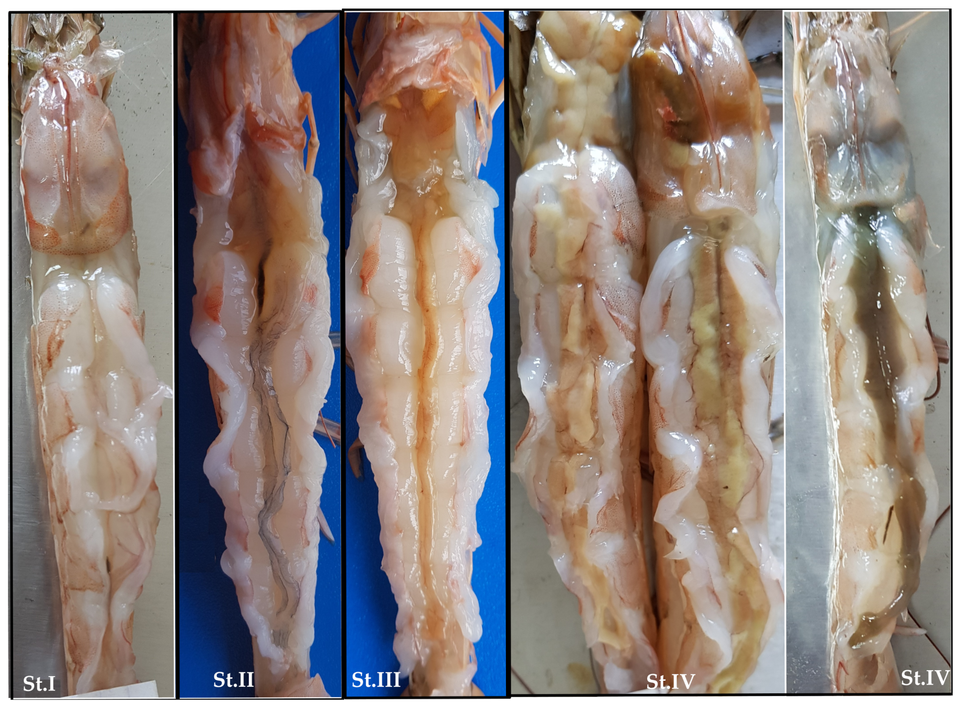 Animals 15 00561 g003