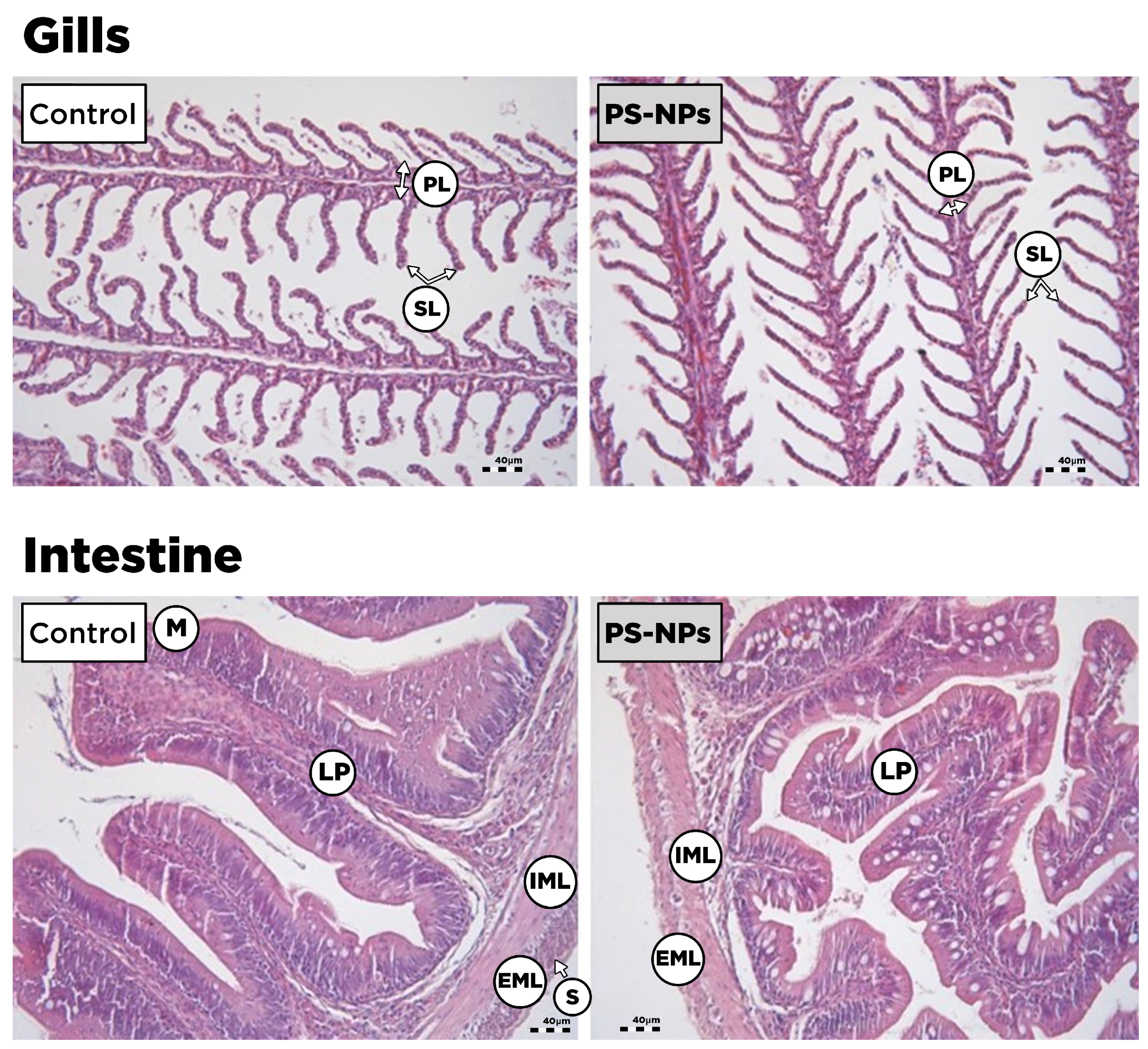 Animals 15 00562 g004