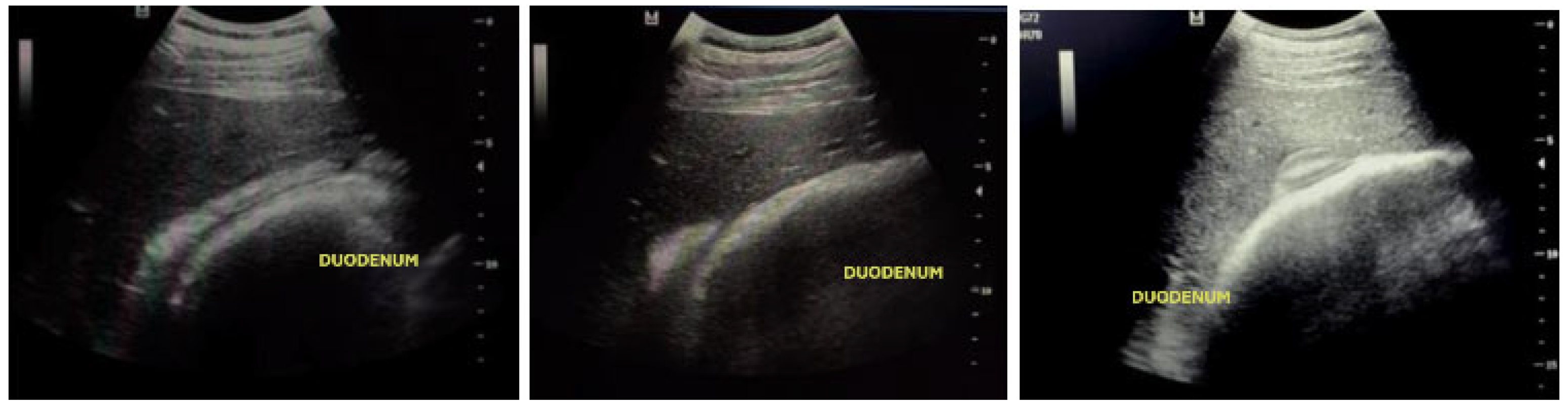 Animals 15 00571 g003